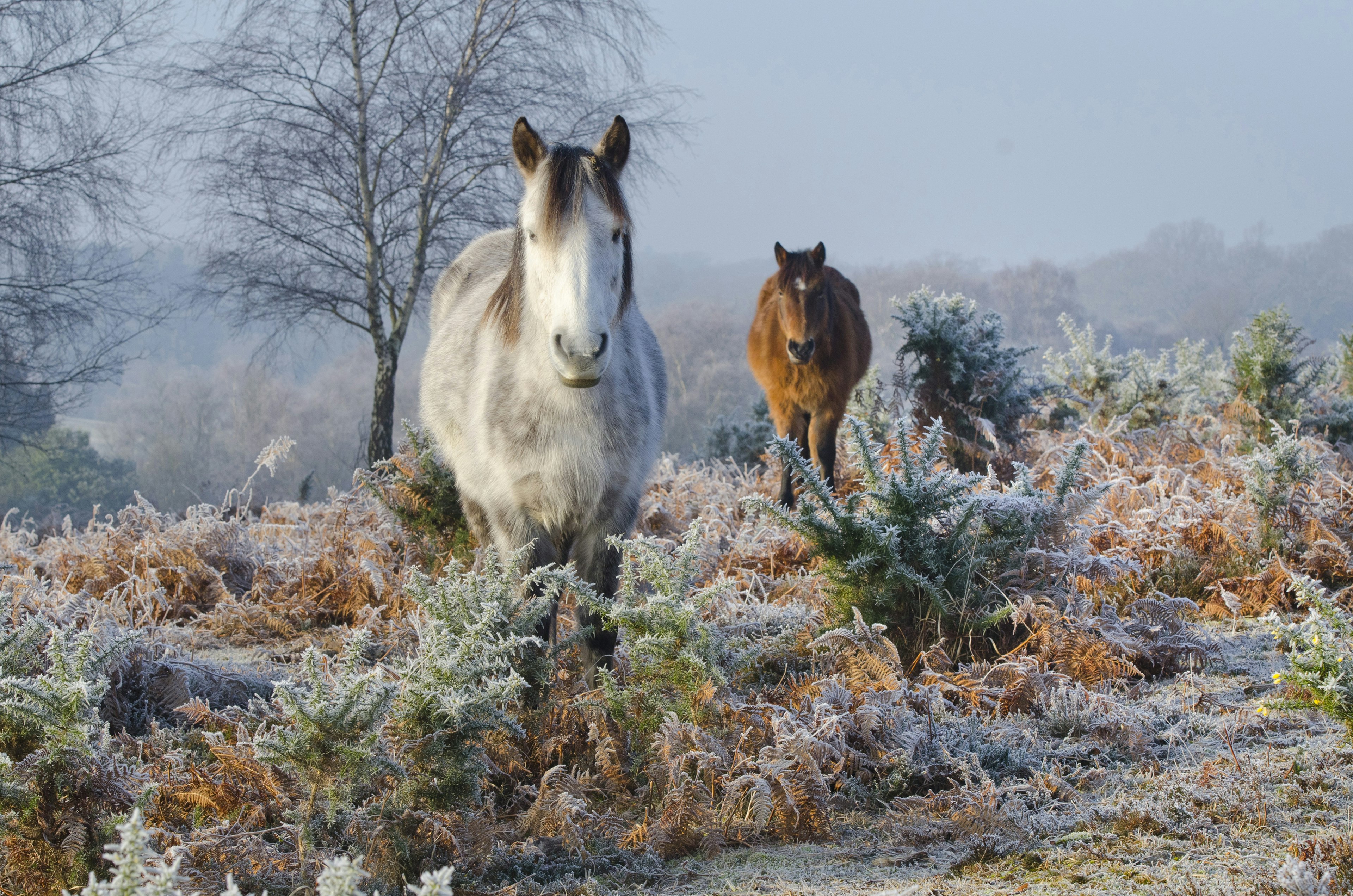 Two New Forest ponies standing among heather on a frosty morning in the New Forest, England