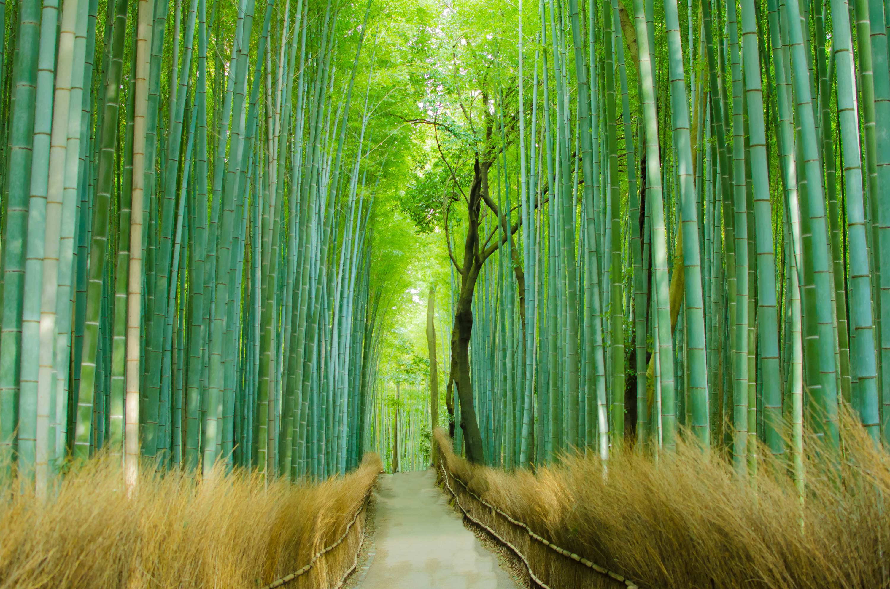 A lush green bamboo forest surrounds an empty path. 