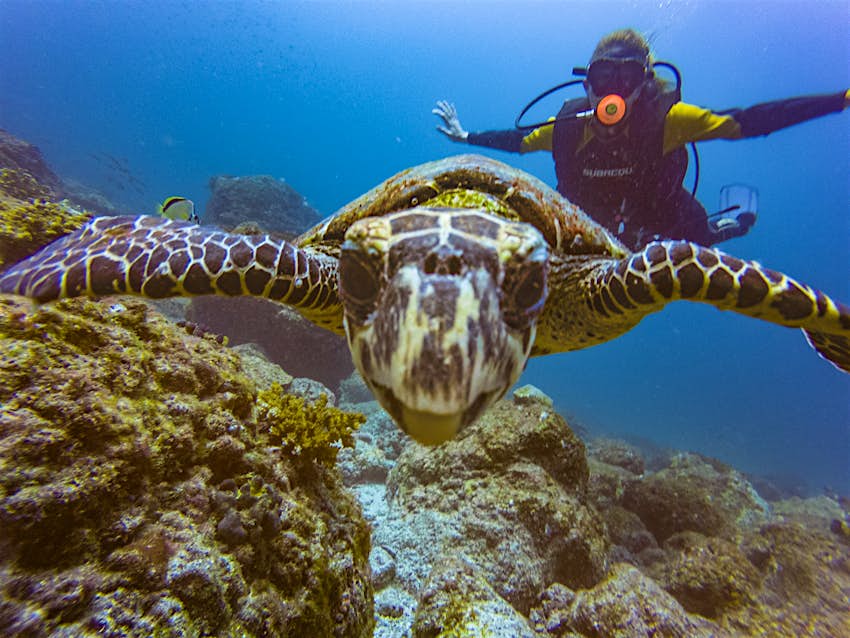 A sea turtle looks into the camera while a scuba diver poses in the background