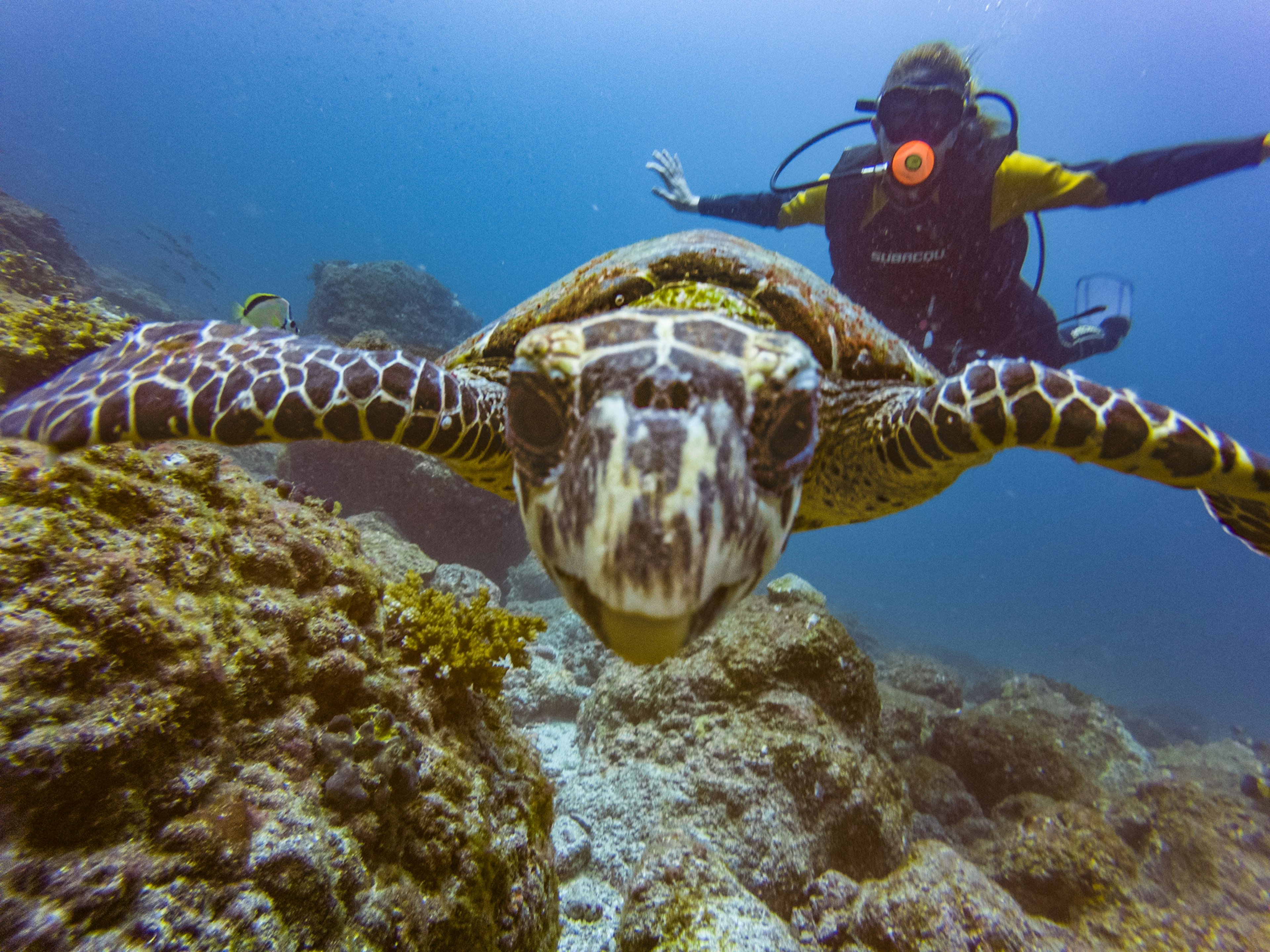 A sea turtle looks into the camera while a scuba diver poses in the background