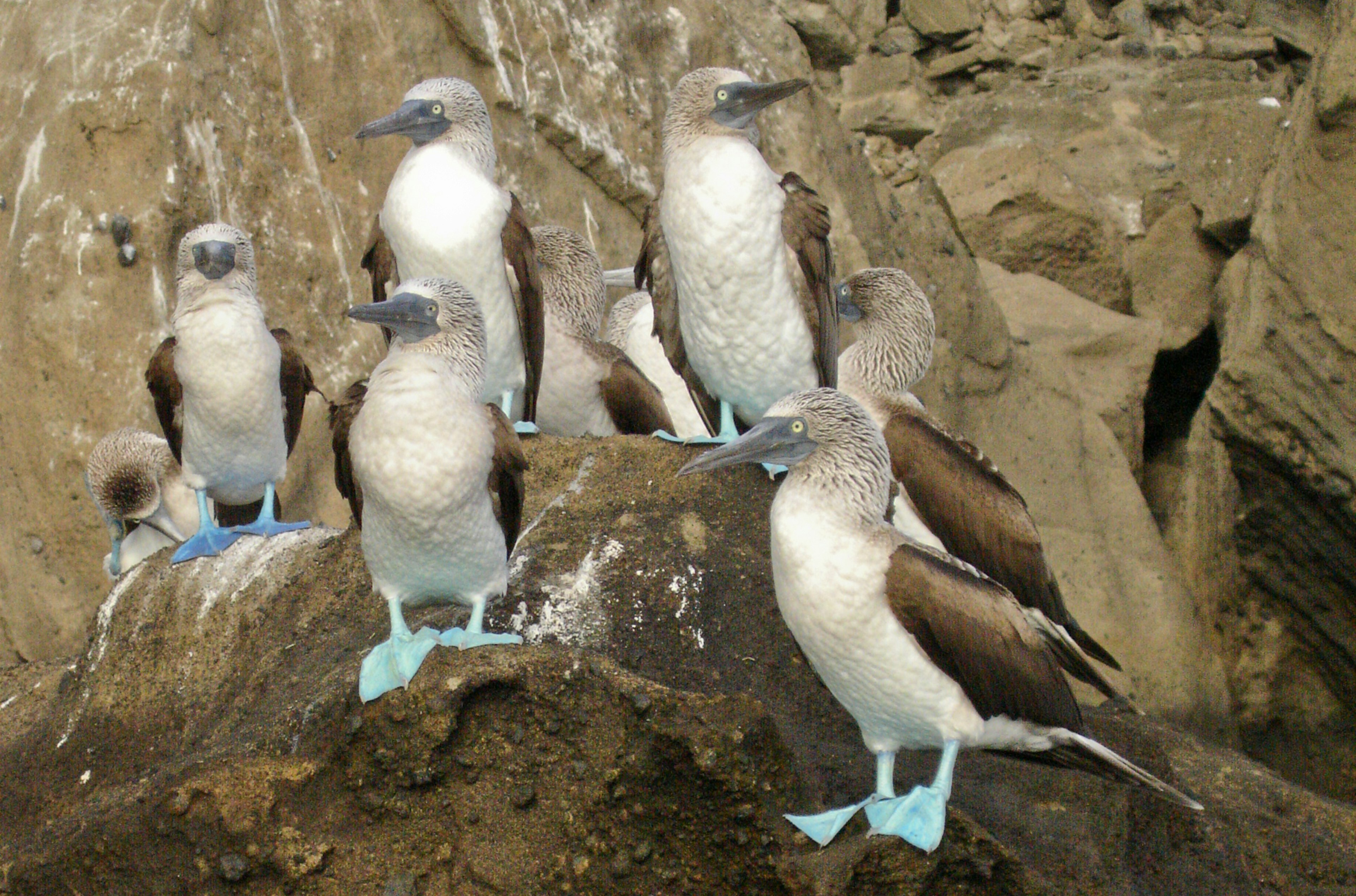 Birds with blue feet stand on a rocky shoreline