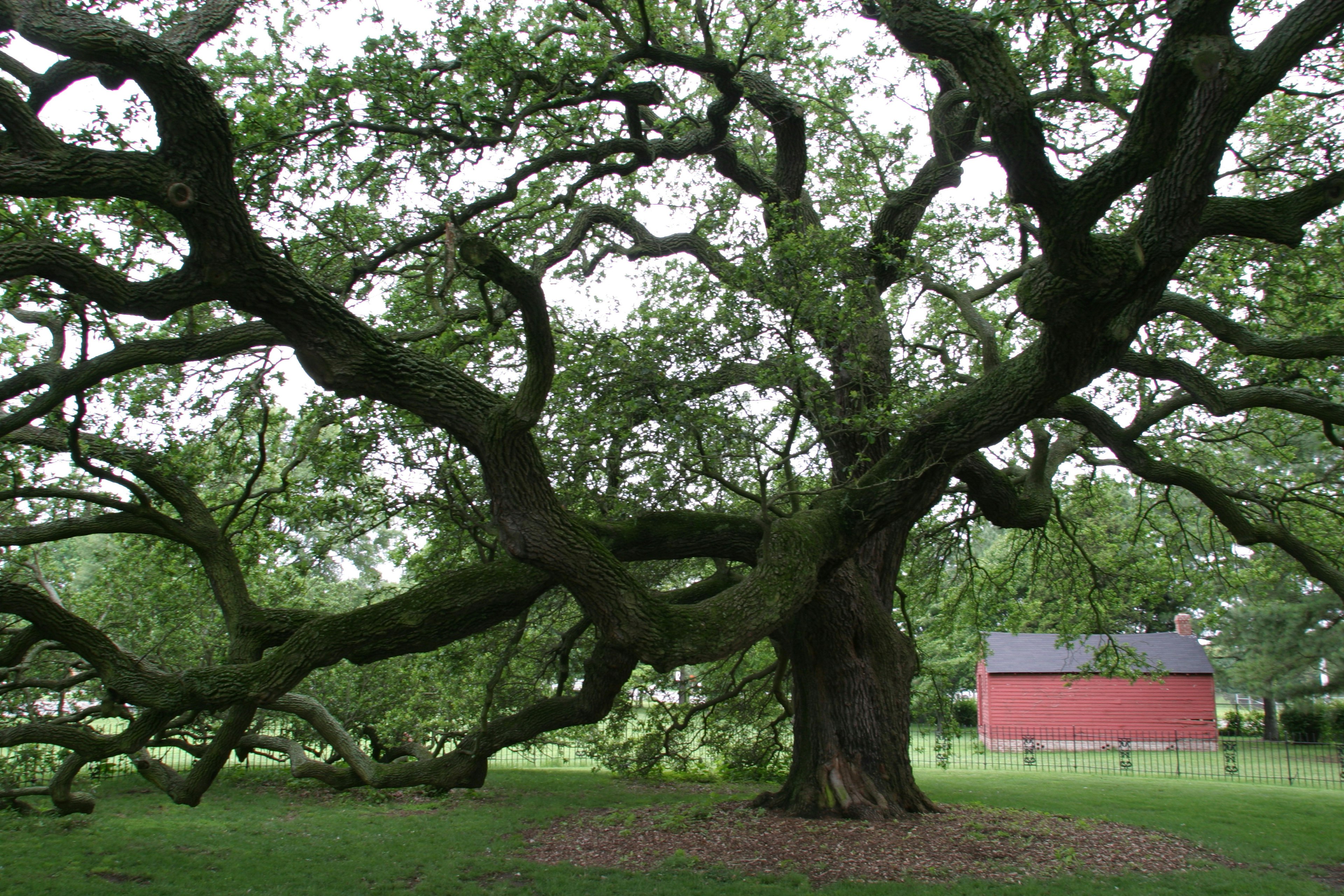 The Emancipation Oak on the campus of Hampton University.