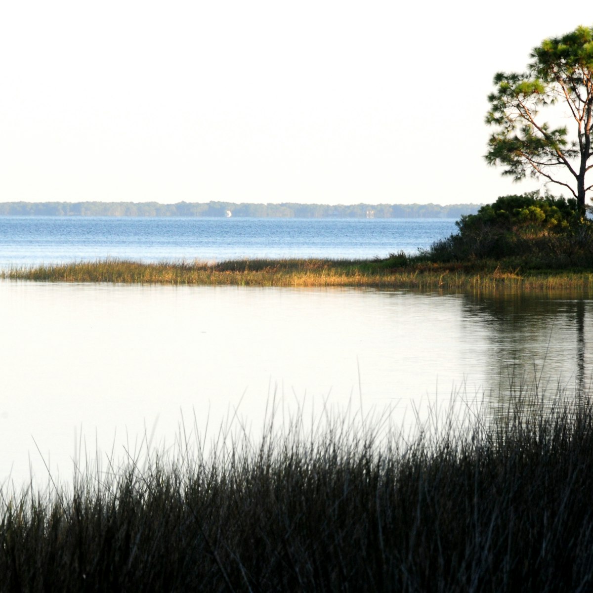 Reeds on lake edge and kayaker in St Joseph Peninsula State Park, Florida.