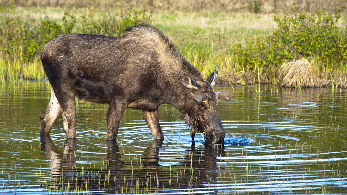 A young bull moose foraging for food in a pond near the Tony Knowles Coastal Trail in Kincaid Park during spring.