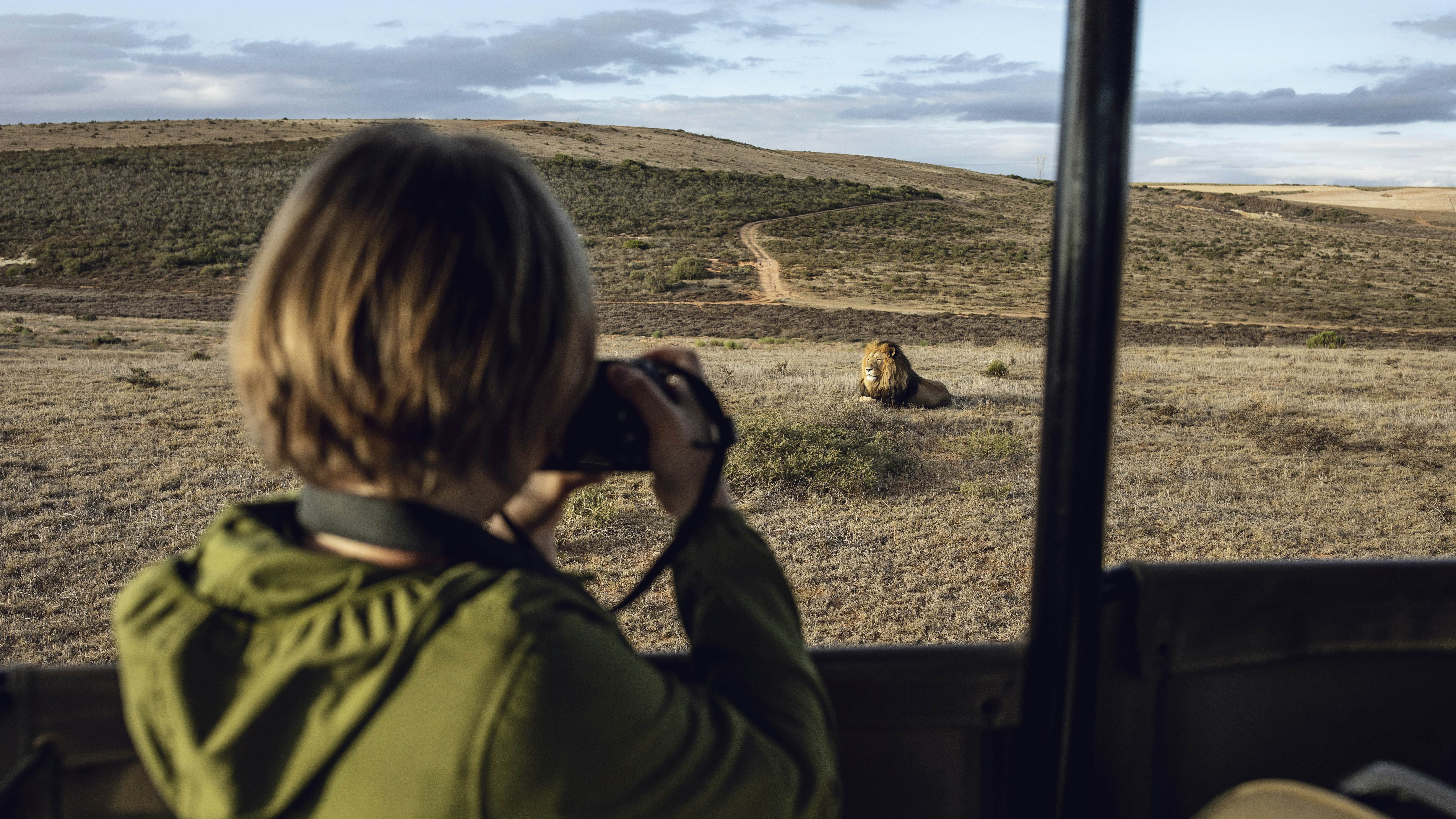 A young girl photographing a lion at Inverdoorn game Reserve in Breede River DC.
