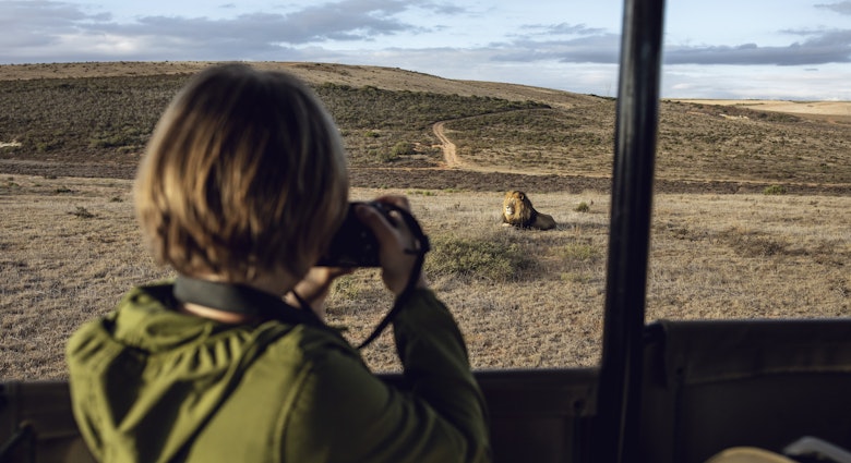 A young girl photographing a lion at Inverdoorn game Reserve in Breede River DC.