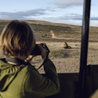 A young girl photographing a lion at Inverdoorn game Reserve in Breede River DC.