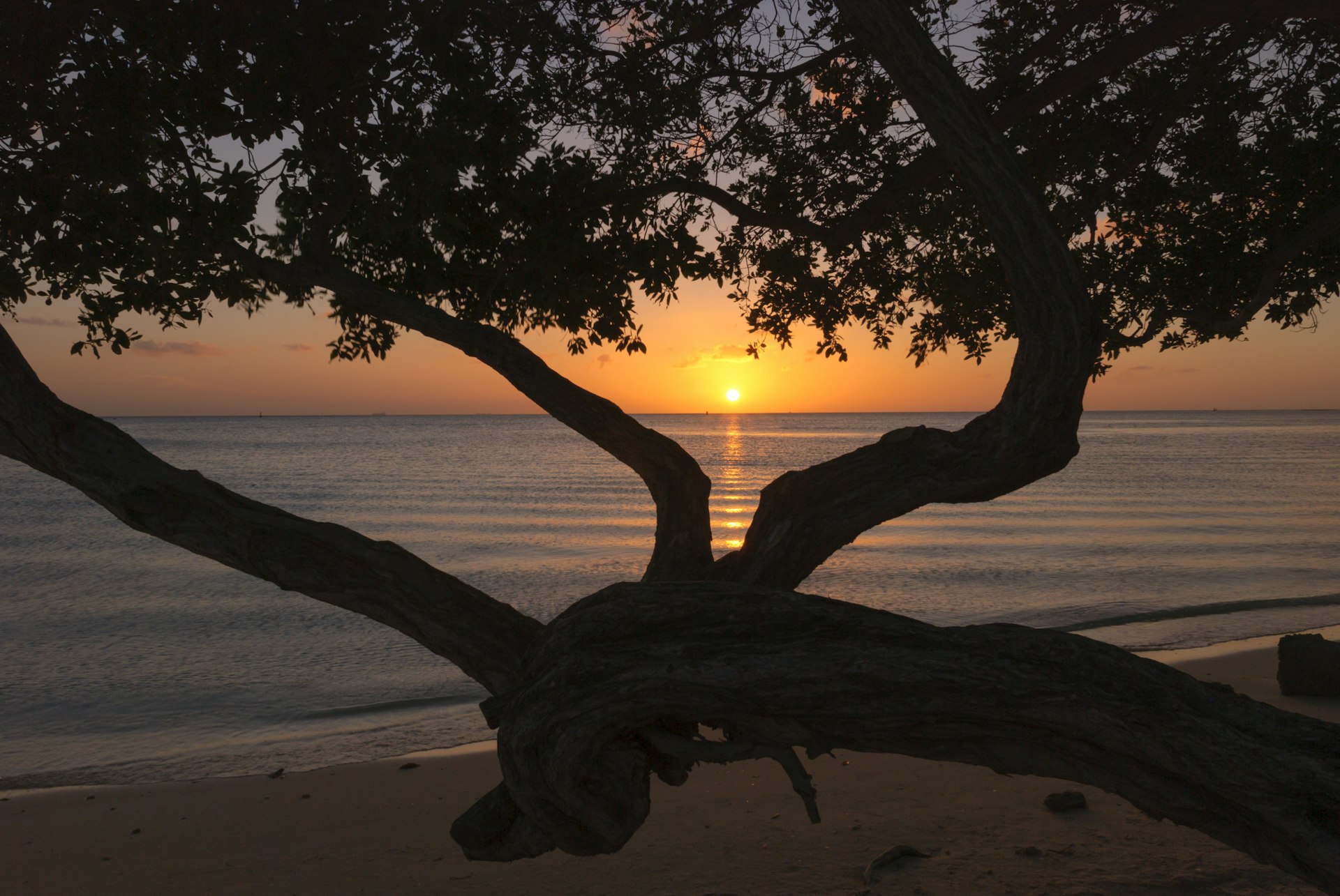 A photo captures the sun setting in between branches of a tree on a beach in Aruba