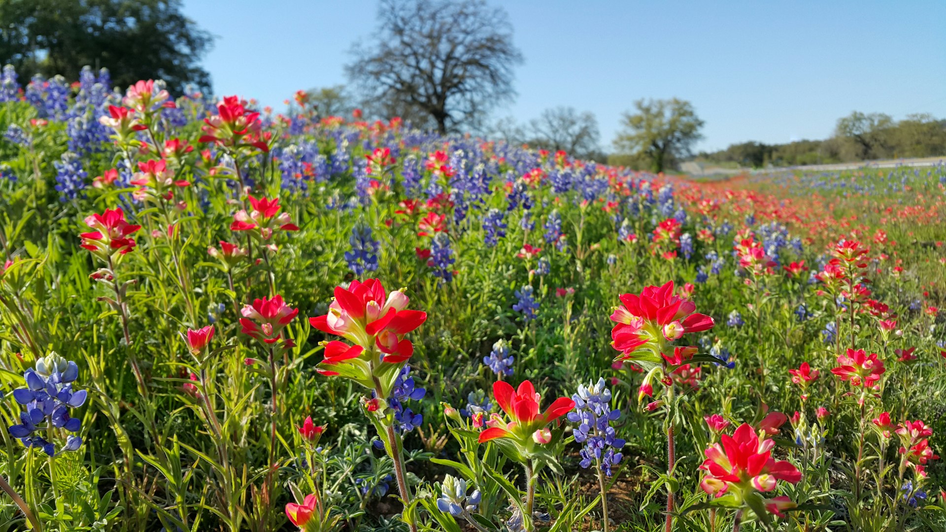 Colorful bluebonnets, Indian Paintbrushes and other wildflowers in Texas Hill Country