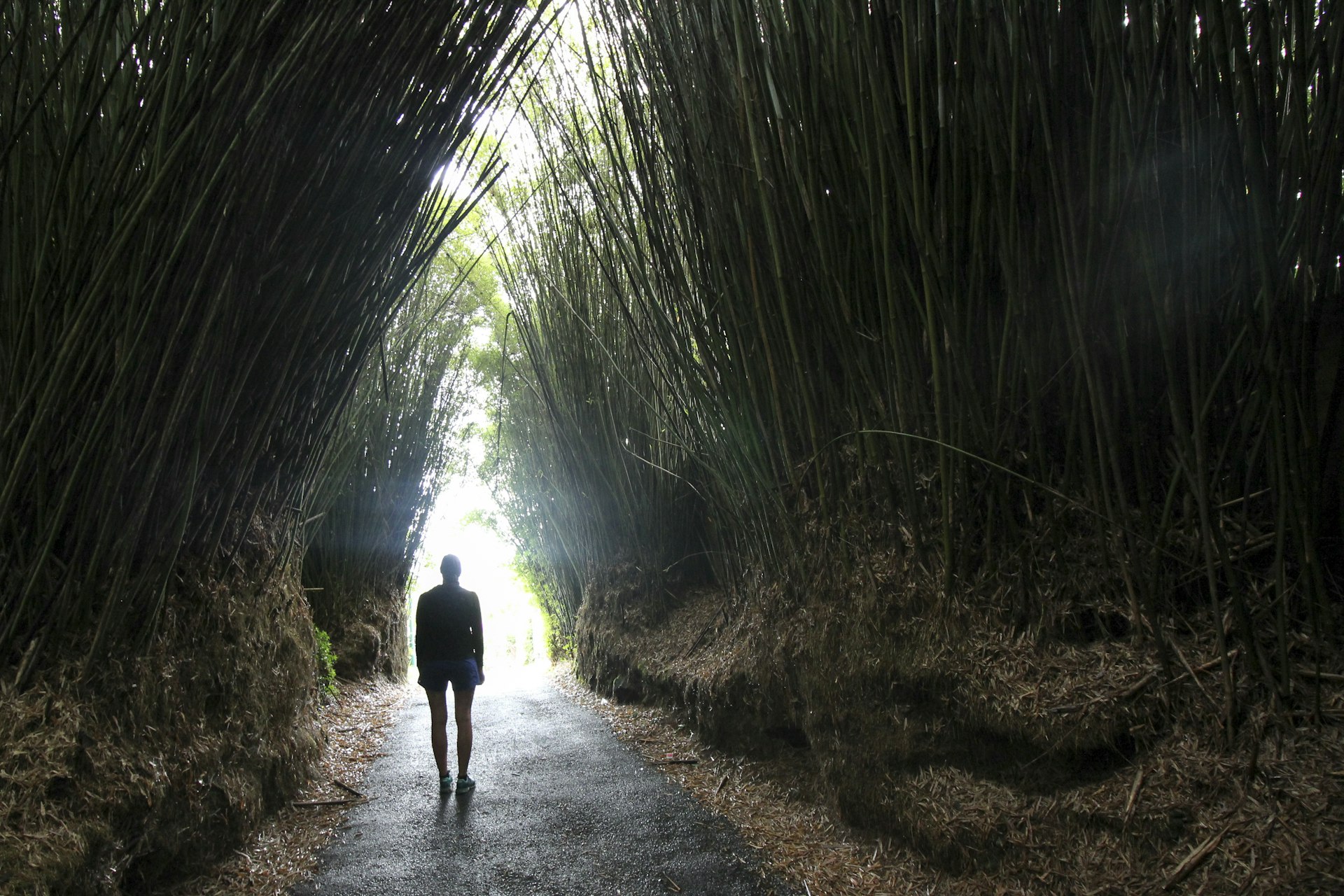 Walking through the bamboo tunnel