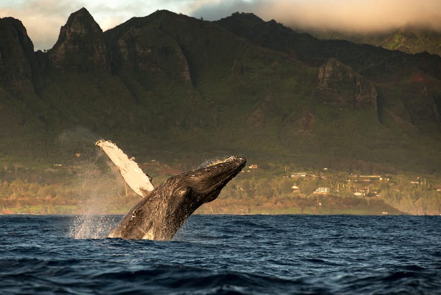 A huge, black, humpback whale jumping out of water, with volcanic rocky islands in the distance