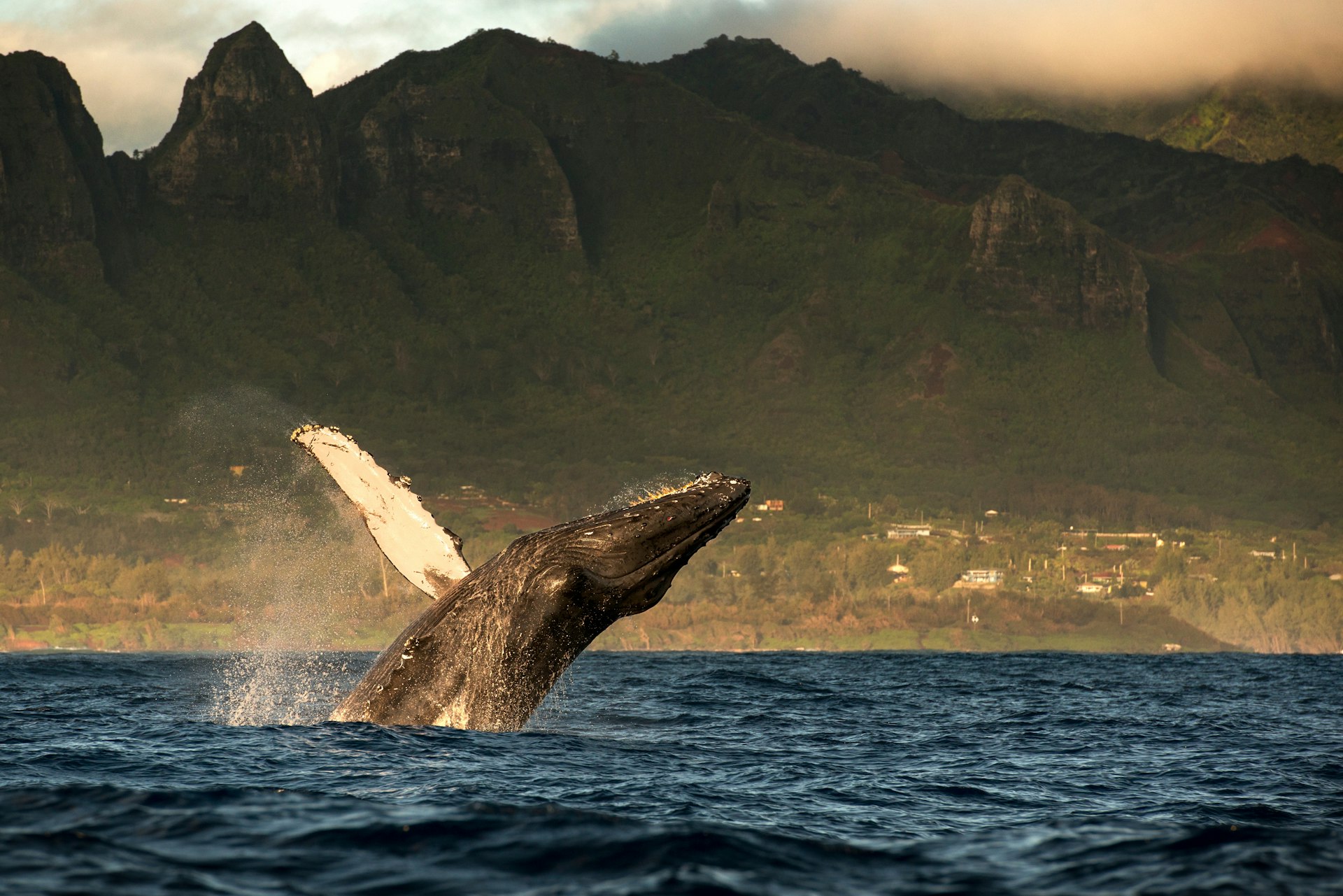 A huge, black, humpback whale jumping out of water, with volcanic rocky islands in the distance