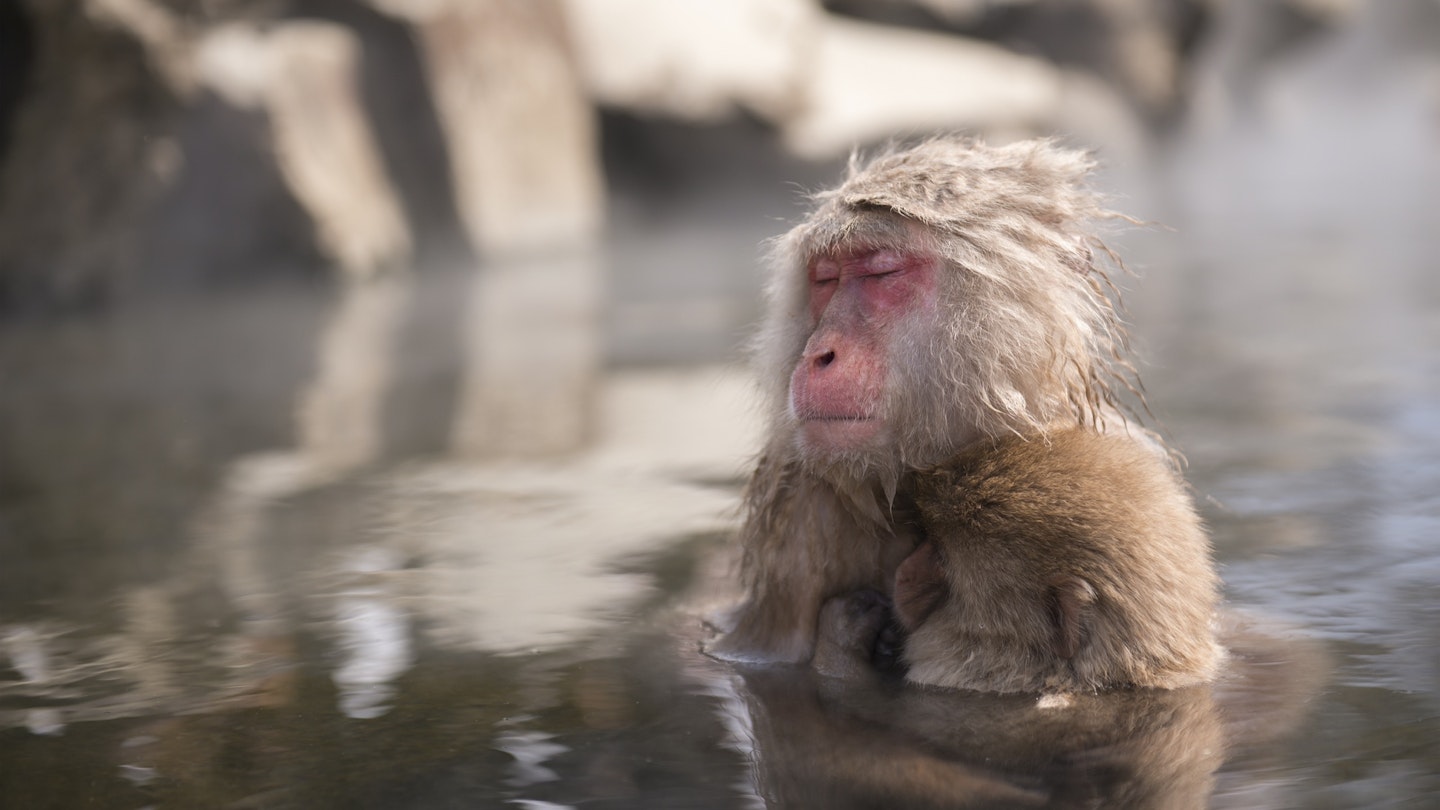 A wild monkey enters a hot spring in Nagano