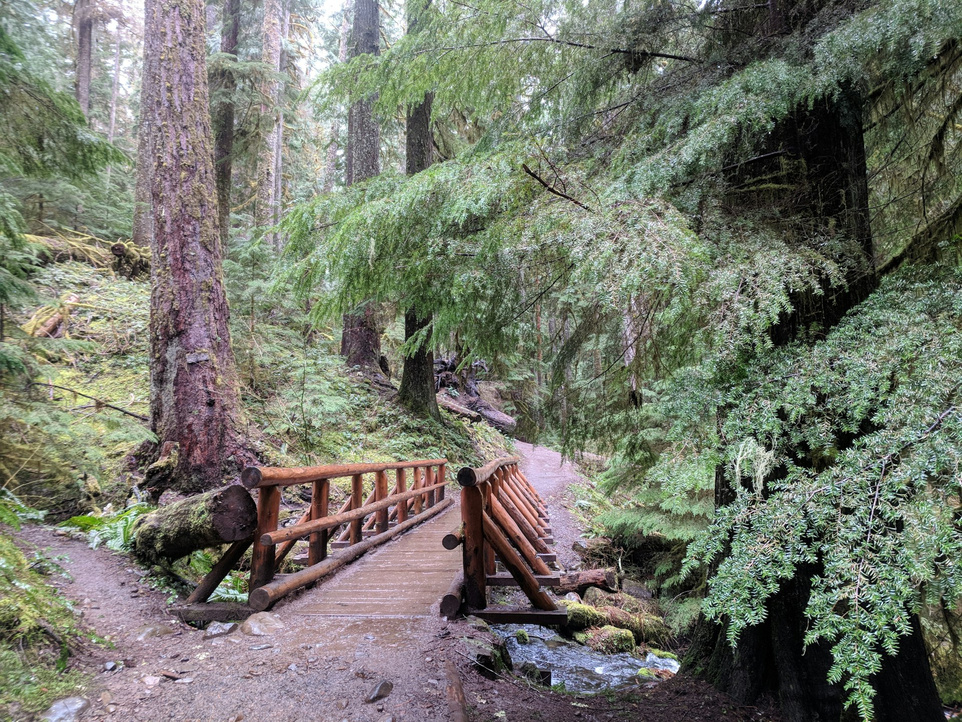 A rustic wooden bridge crosses a stream in Mount Hood National Forest surrounded by evergreen trees covered in moss