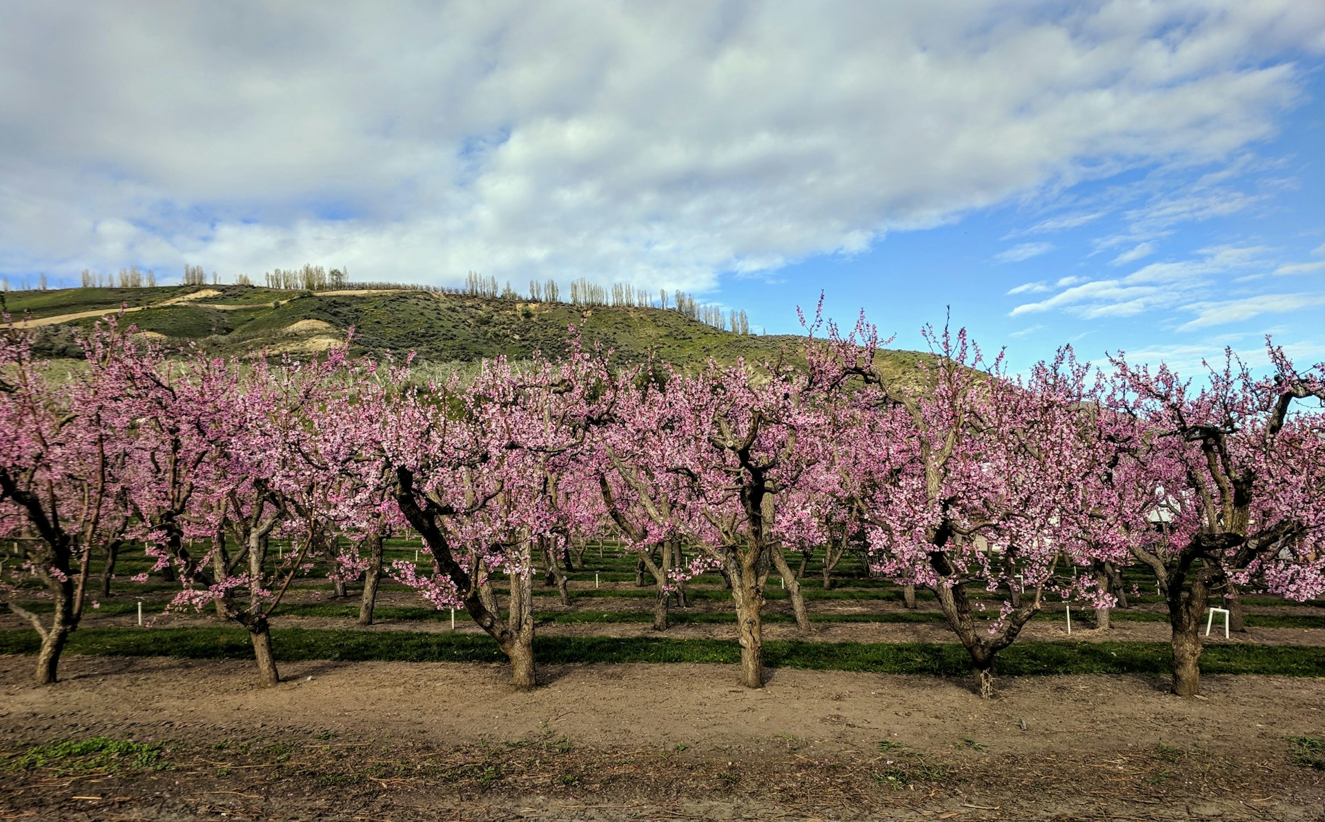 Pink fruit tree blossoms line a roadside in the Pacific Northwest