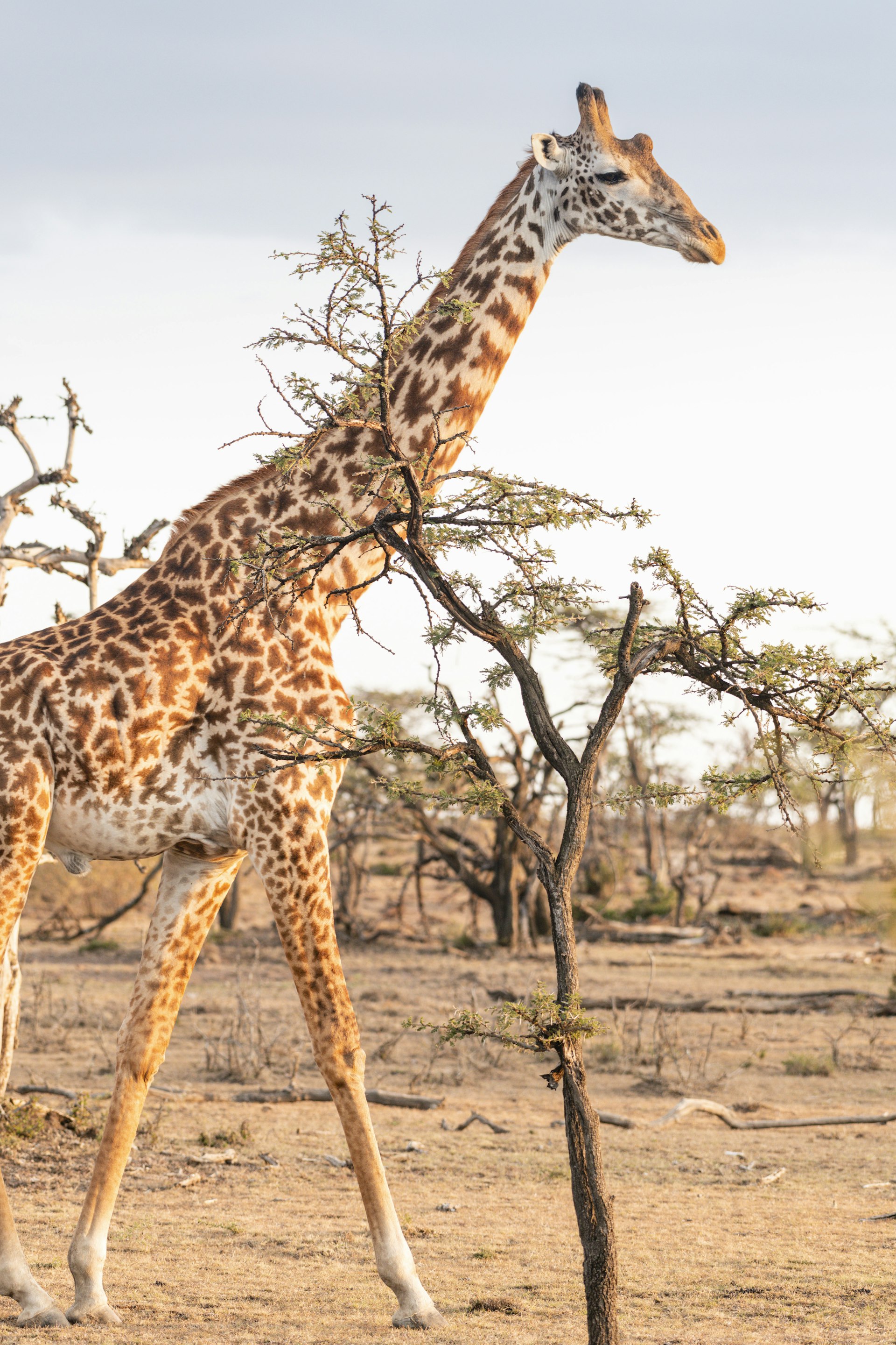 A giraffe walking between small trees in open savannah 