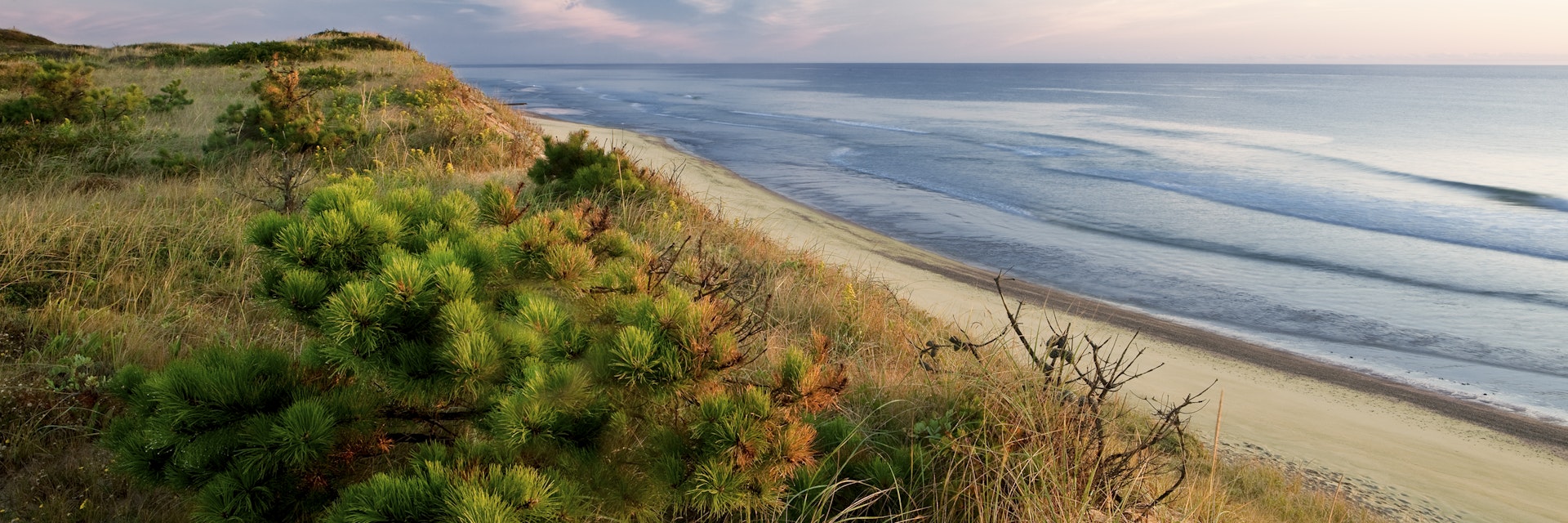 Dune's edge, pitch pine, Marconi beach, wellfleet, Cape Cod national seashore.