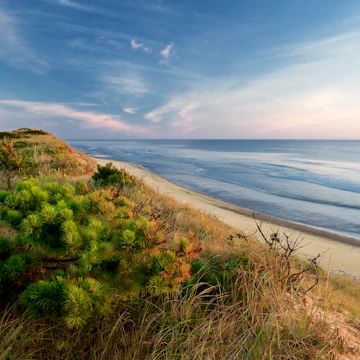 Dune's edge, pitch pine, Marconi beach, wellfleet, Cape Cod national seashore.