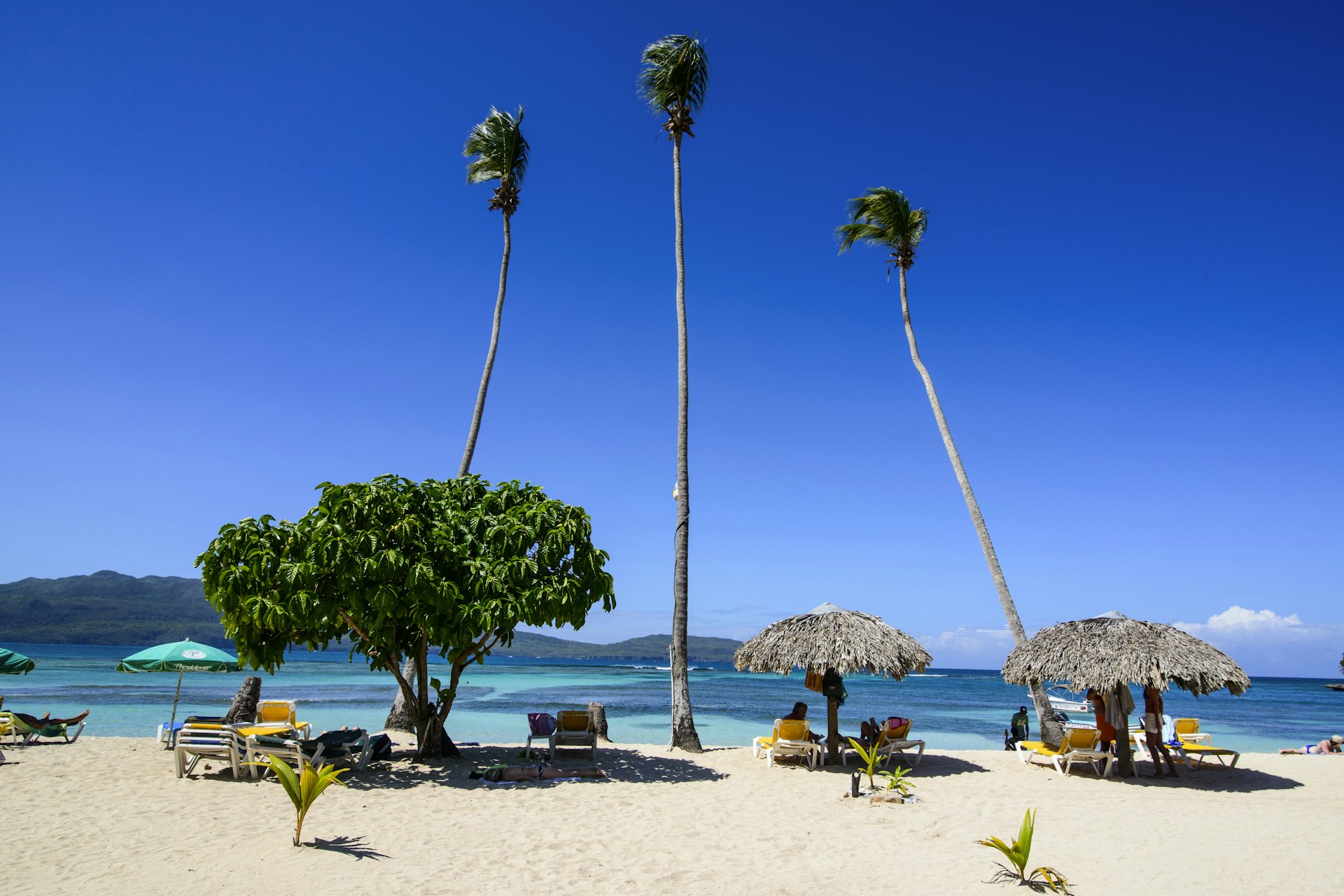 Three tall palm trees sway in the breeze. There are small huts with people looking at the ocean on the sunny day. 