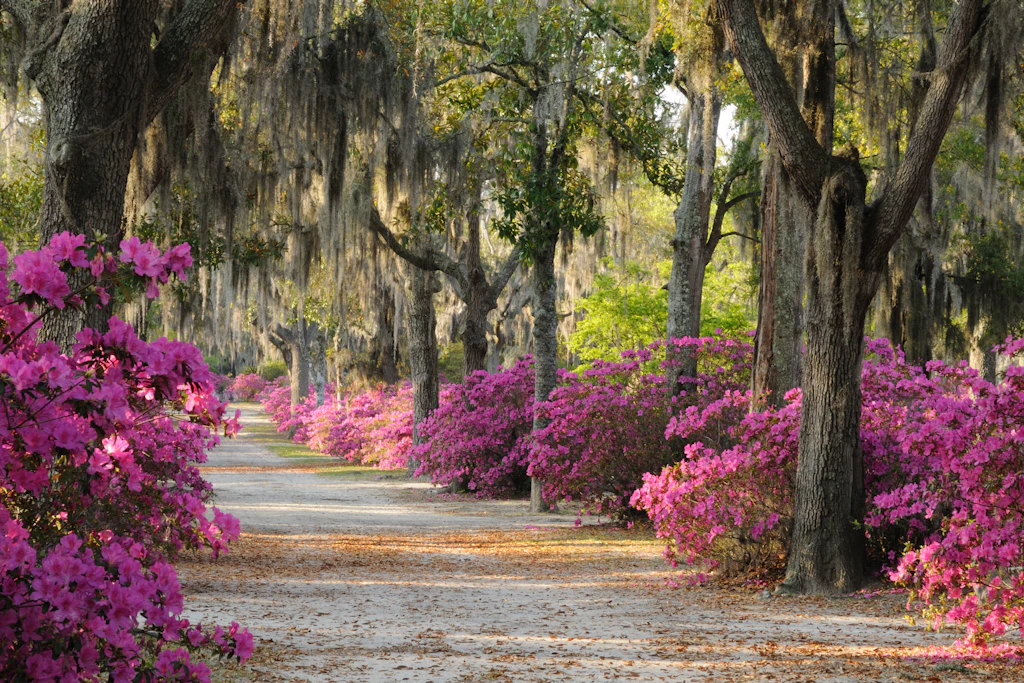 A road lined with live oaks and azaleas in Bonaventure Cemetery in Savannah