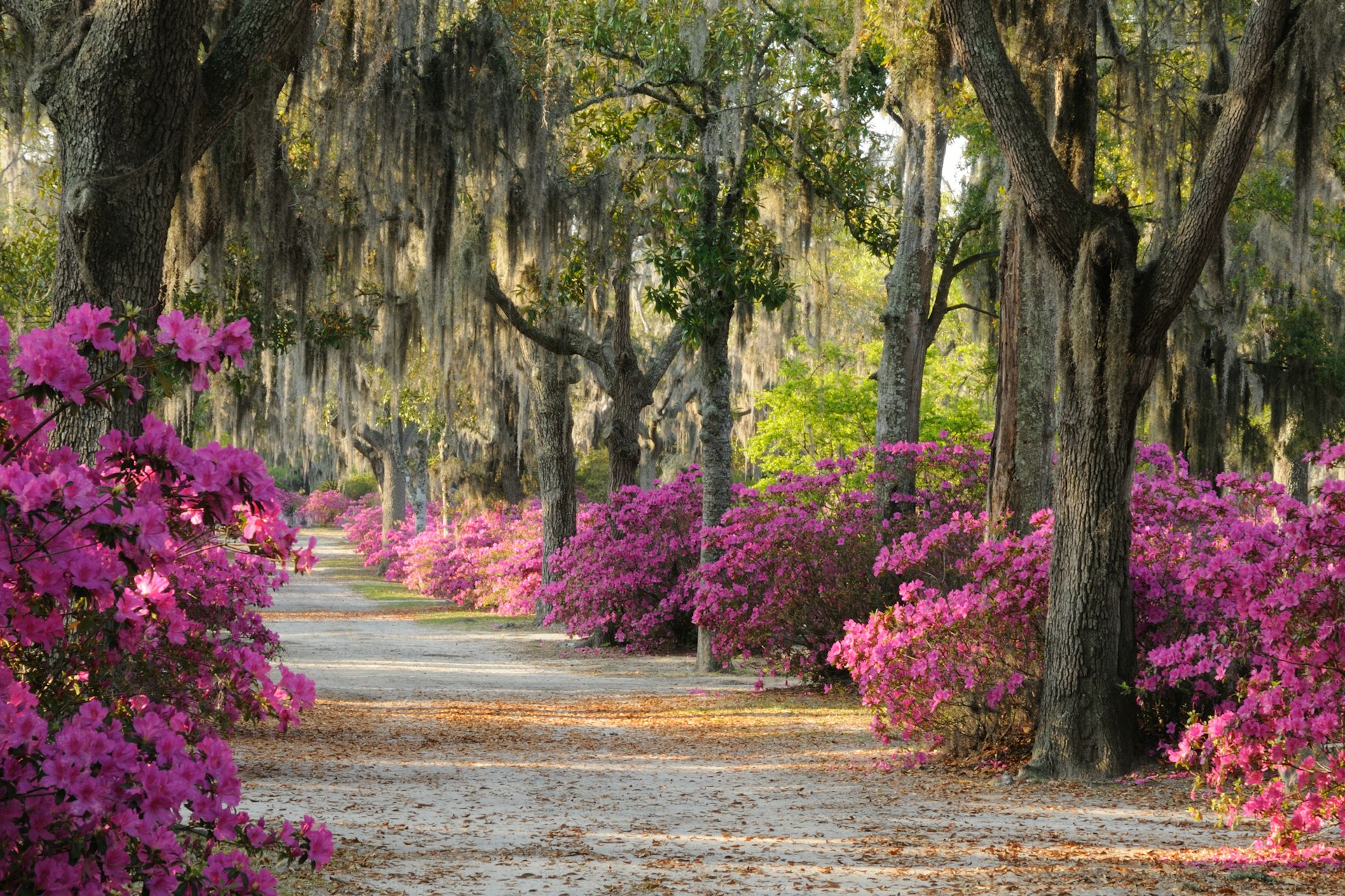 Road at  Bonaventure Cemetery in Savannah lined with Spanish Moss covered Live Oak Trees and Azaleas