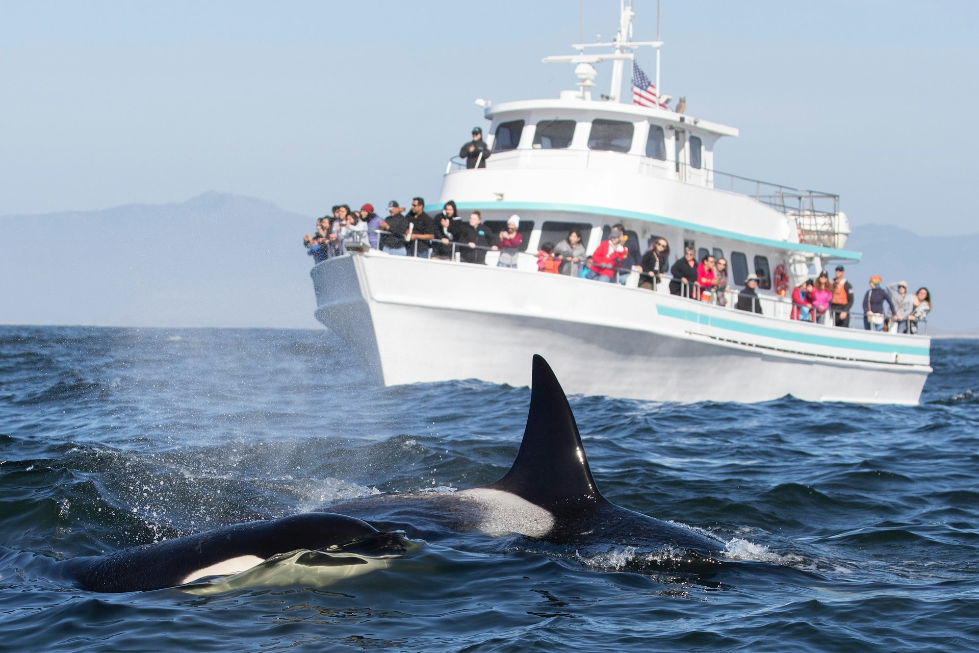 A white tour boat loaded with people near a killer whale out at sea