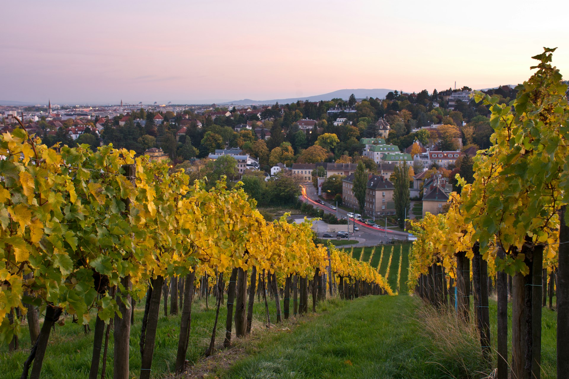 The Vienna suburbs at dusk as seen by from a vineyard in the Wienerwald