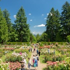 July 2018: Visitors at the International Rose Test Garden in Portland.