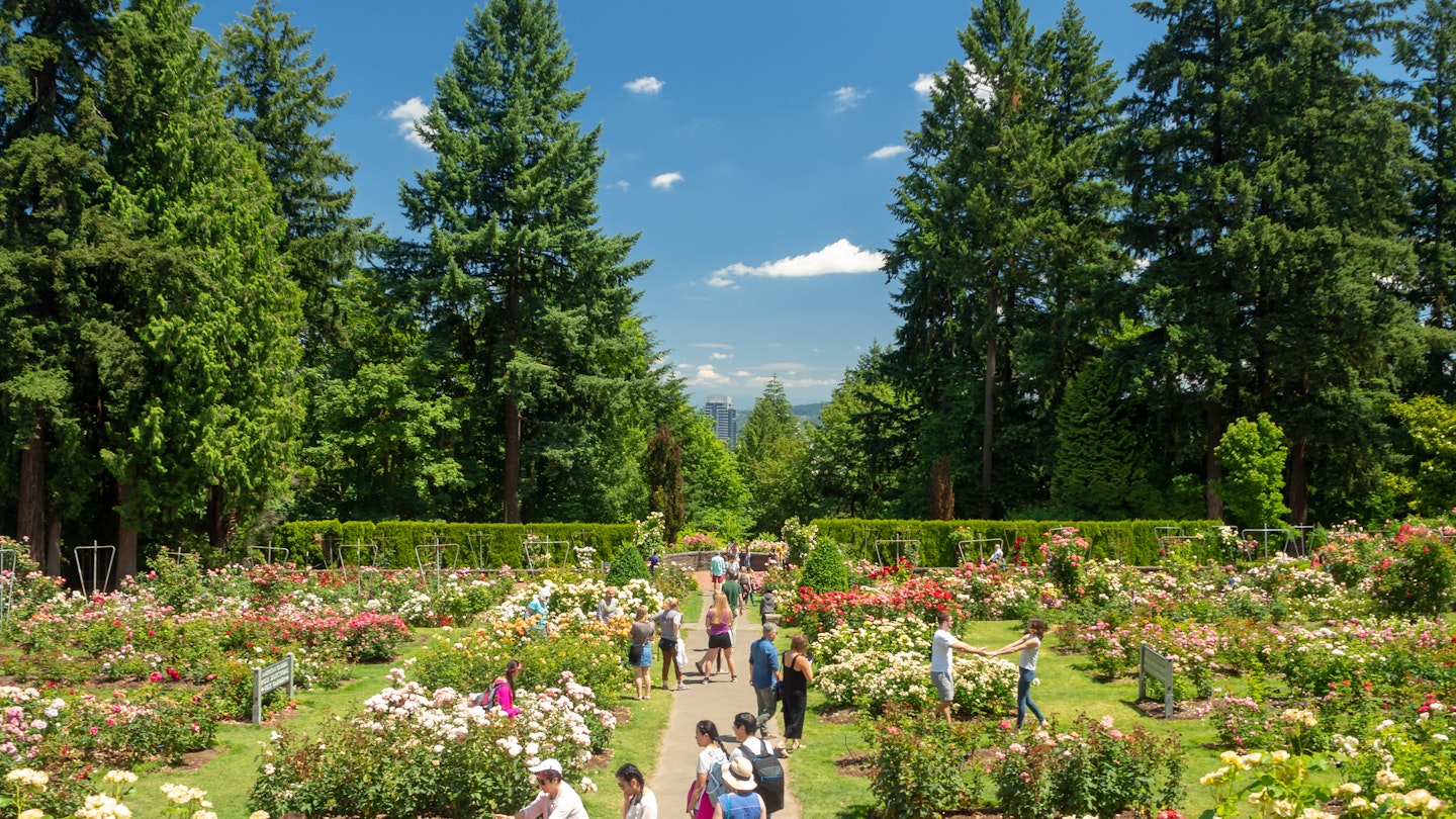 July 2018: Visitors at the International Rose Test Garden in Portland.