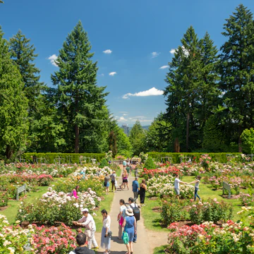 July 2018: Visitors at the International Rose Test Garden in Portland.