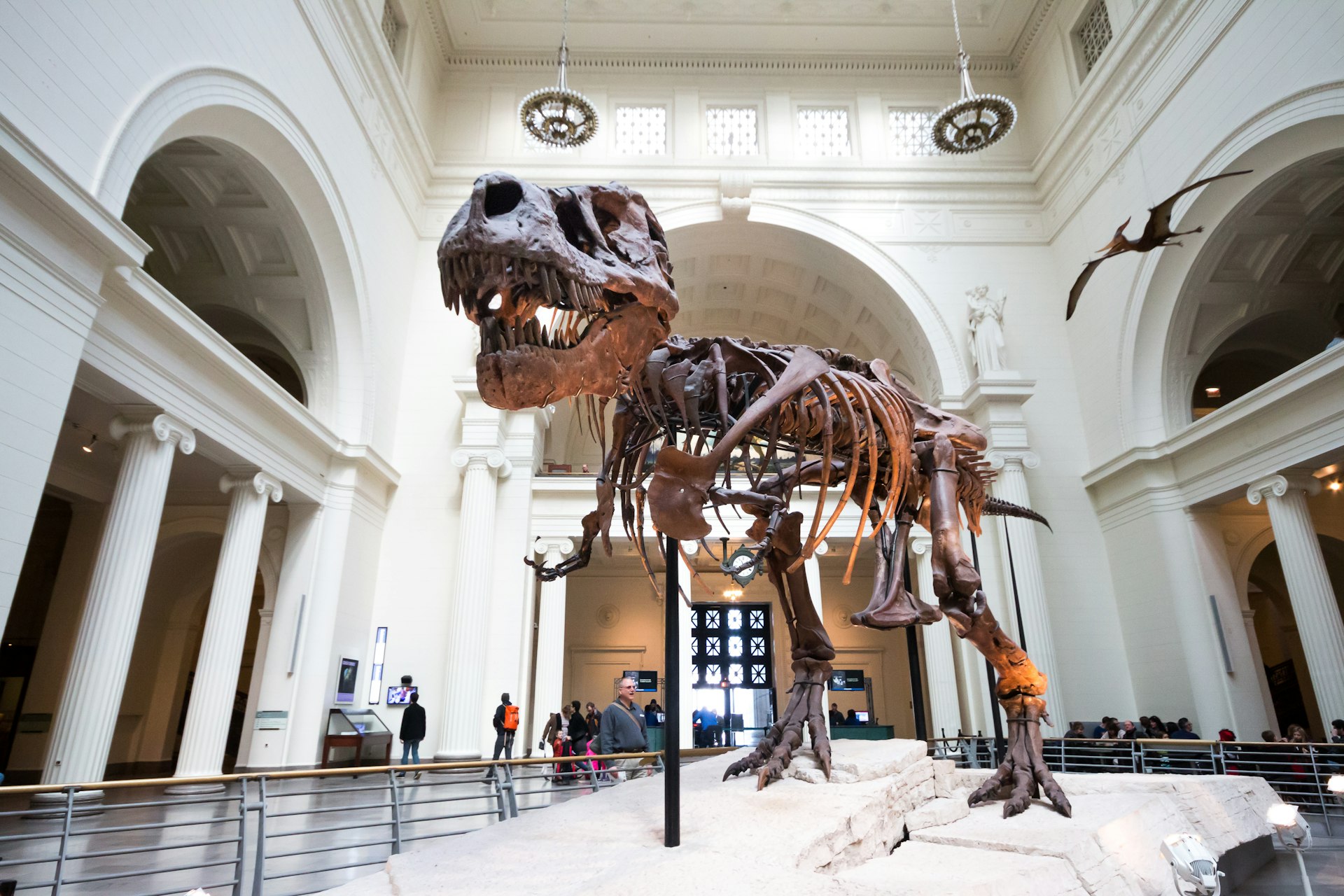 The Tyrannosaurus Rex exhibit at the Field Museum of Natural History in Chicago