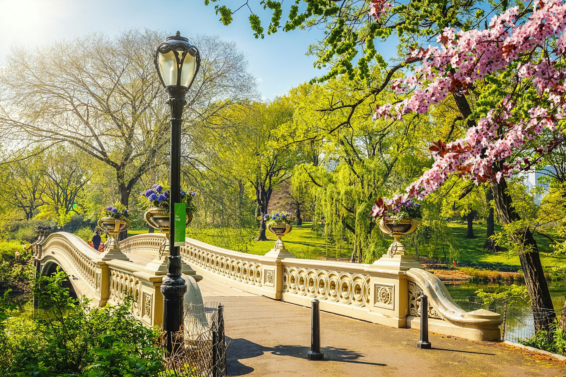 Bow bridge in Central Park on a sunny day in spring. A cherry blossom branch in full bloom frames the right side of the image