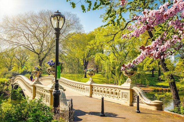 Bow bridge in Central Park on a sunny day in spring. A cherry blossom branch in full bloom frames the right side of the image
