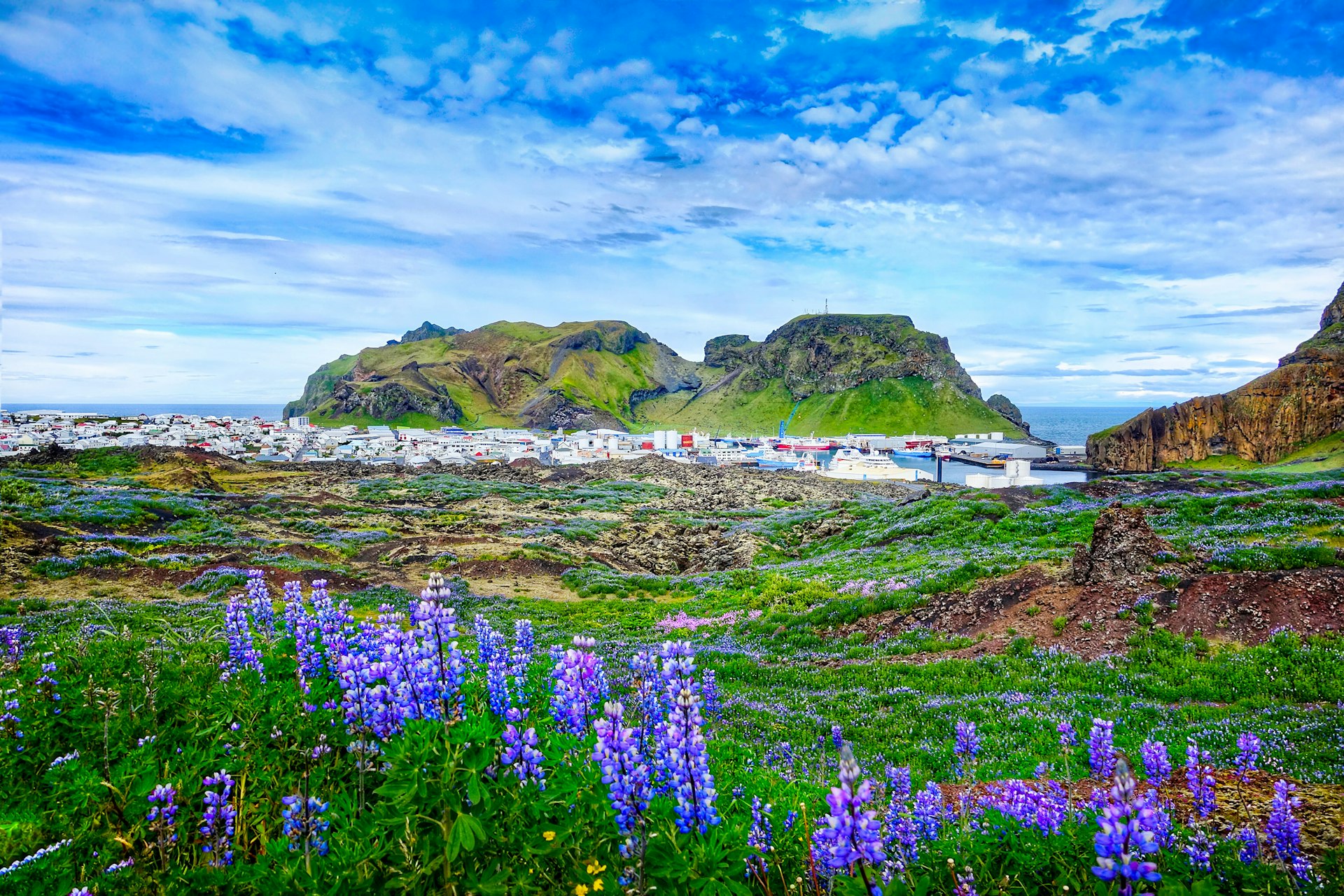 Purple flowers and greenery growing on a rocky landscape. In the distance is a series of colorful low-rise buildings near the sea