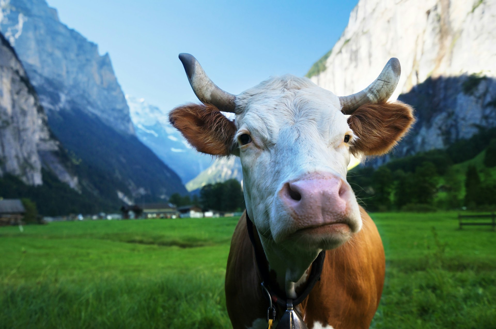 A cow in the front of the Alp in the Jungfrau region of Switzerland looks directly into the camera