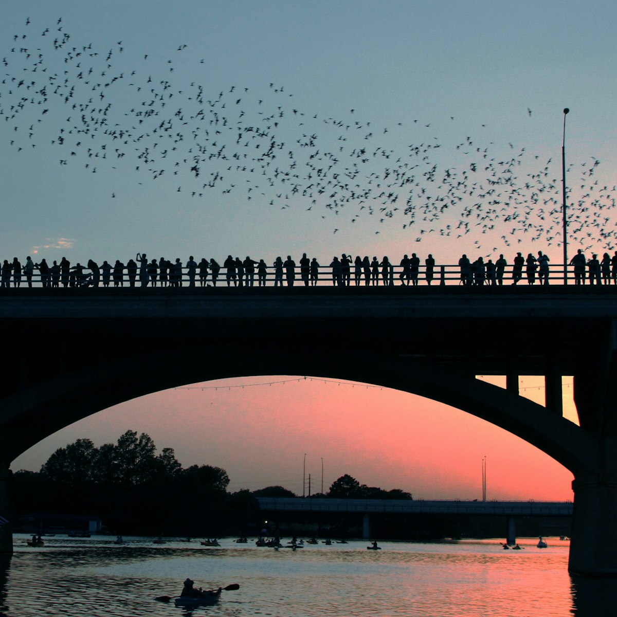 Congress Avenue Bridge bats in Austin during sunset.