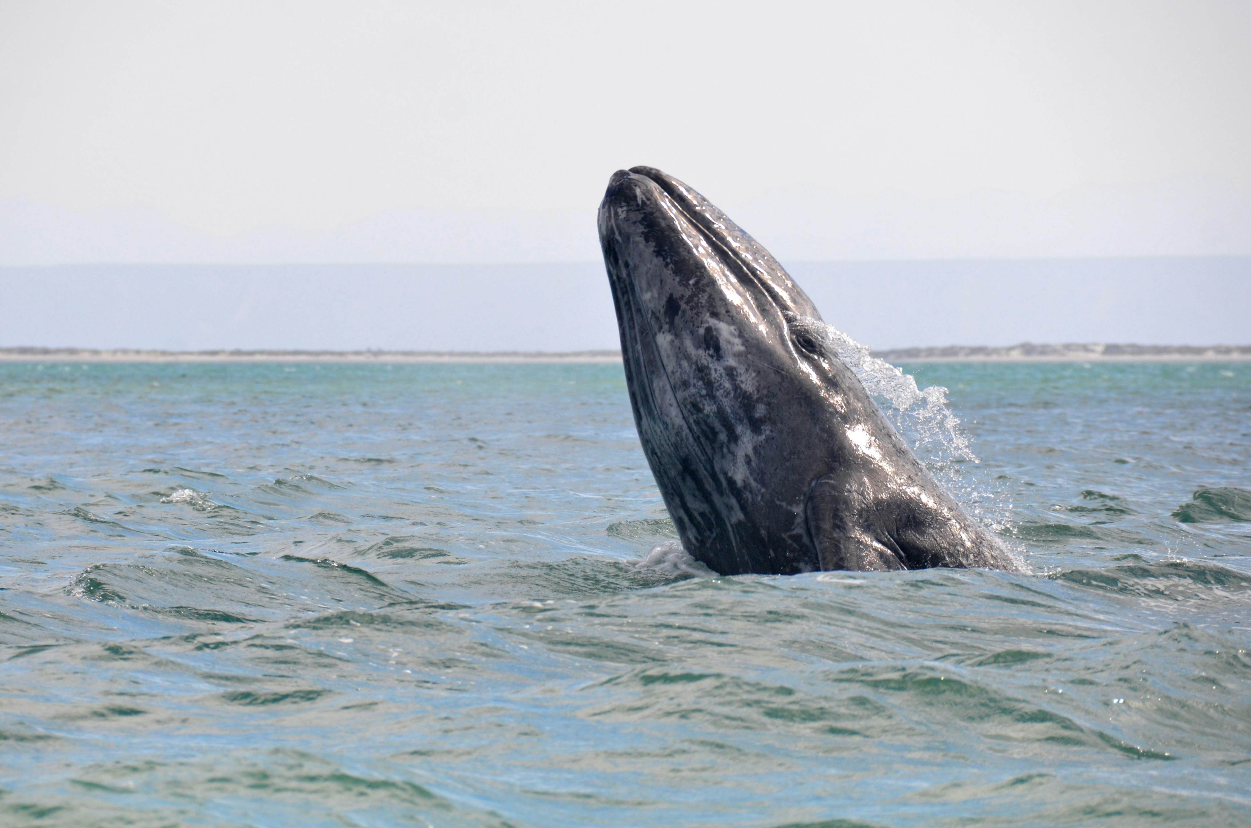 Baja California Travel - Lonely Planet | Mexico, North America