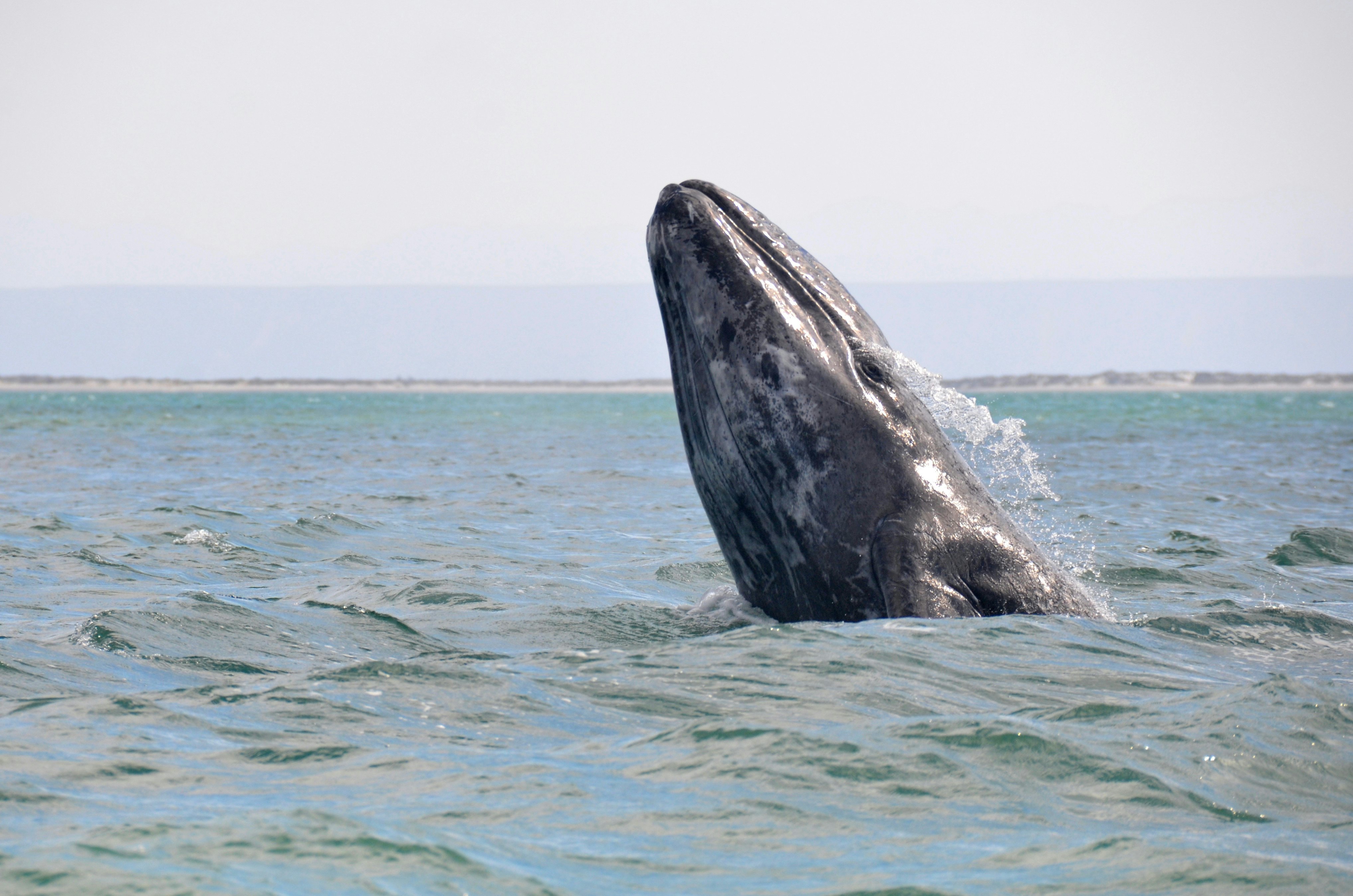 A gray whale breaches in San Ignacio Lagoon, Mexico.