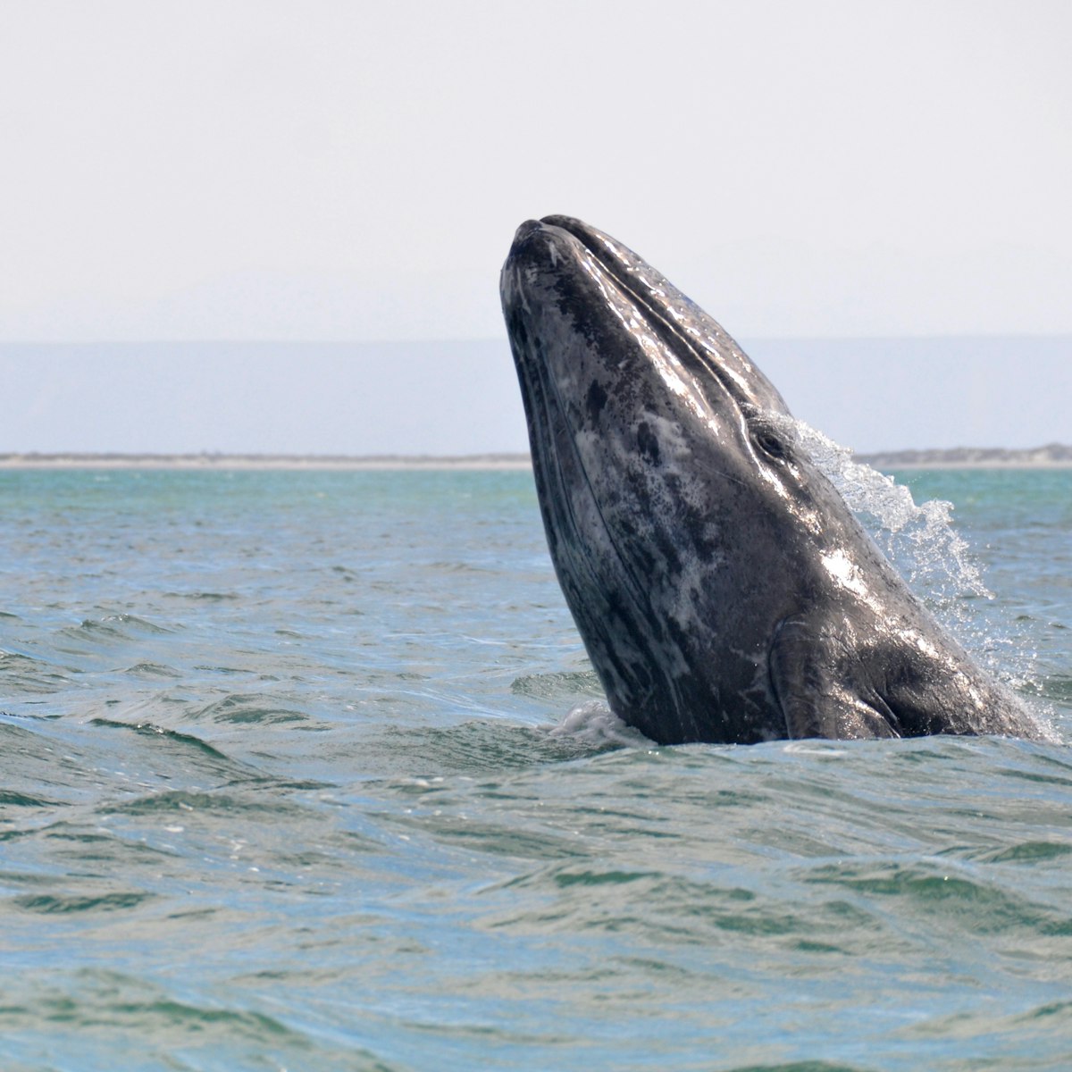A gray whale breaches in San Ignacio Lagoon, Mexico.