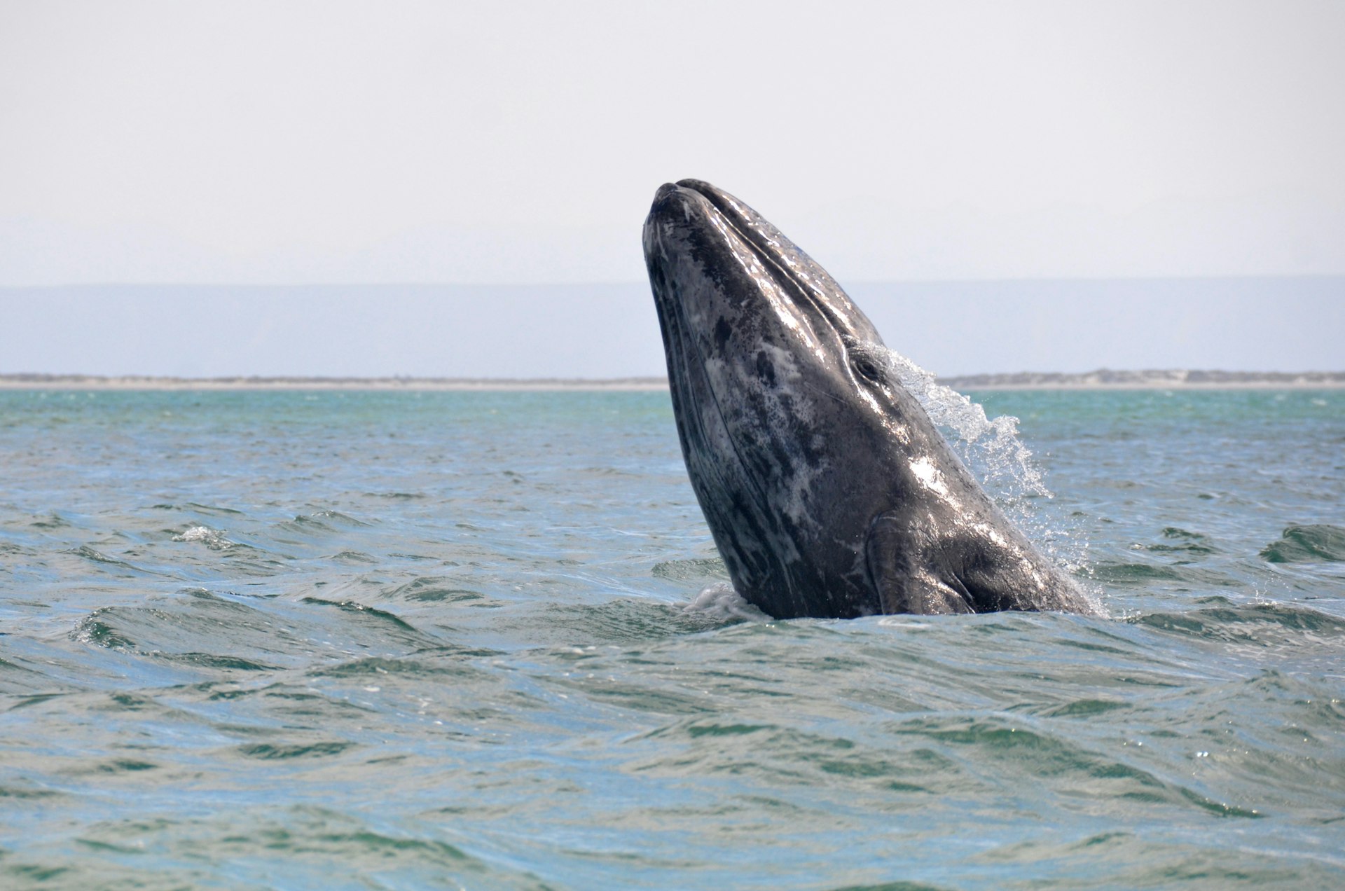Gray Whale Breach
