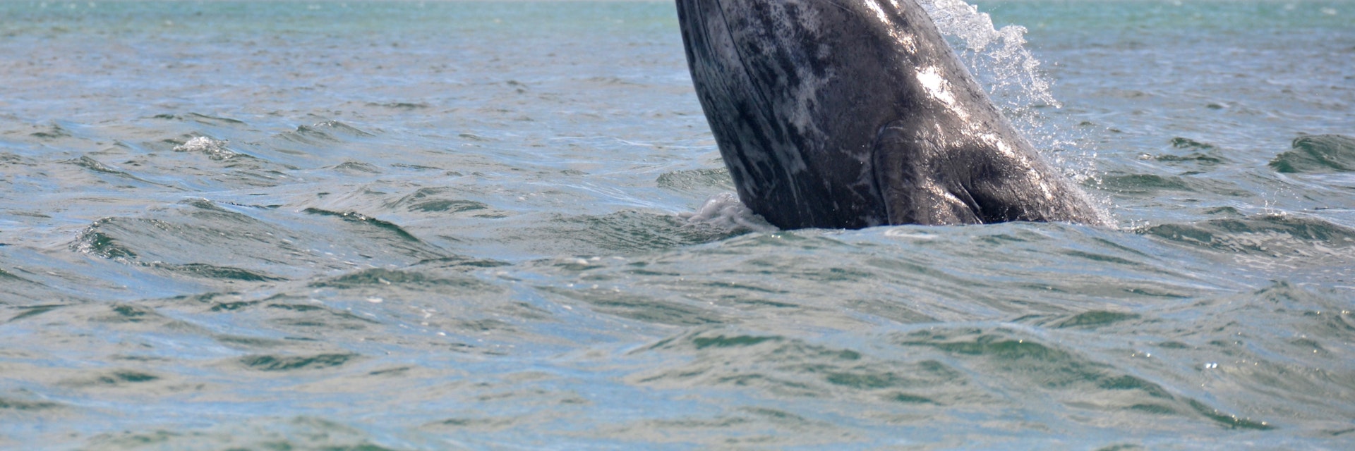 A gray whale breaches in San Ignacio Lagoon, Mexico.