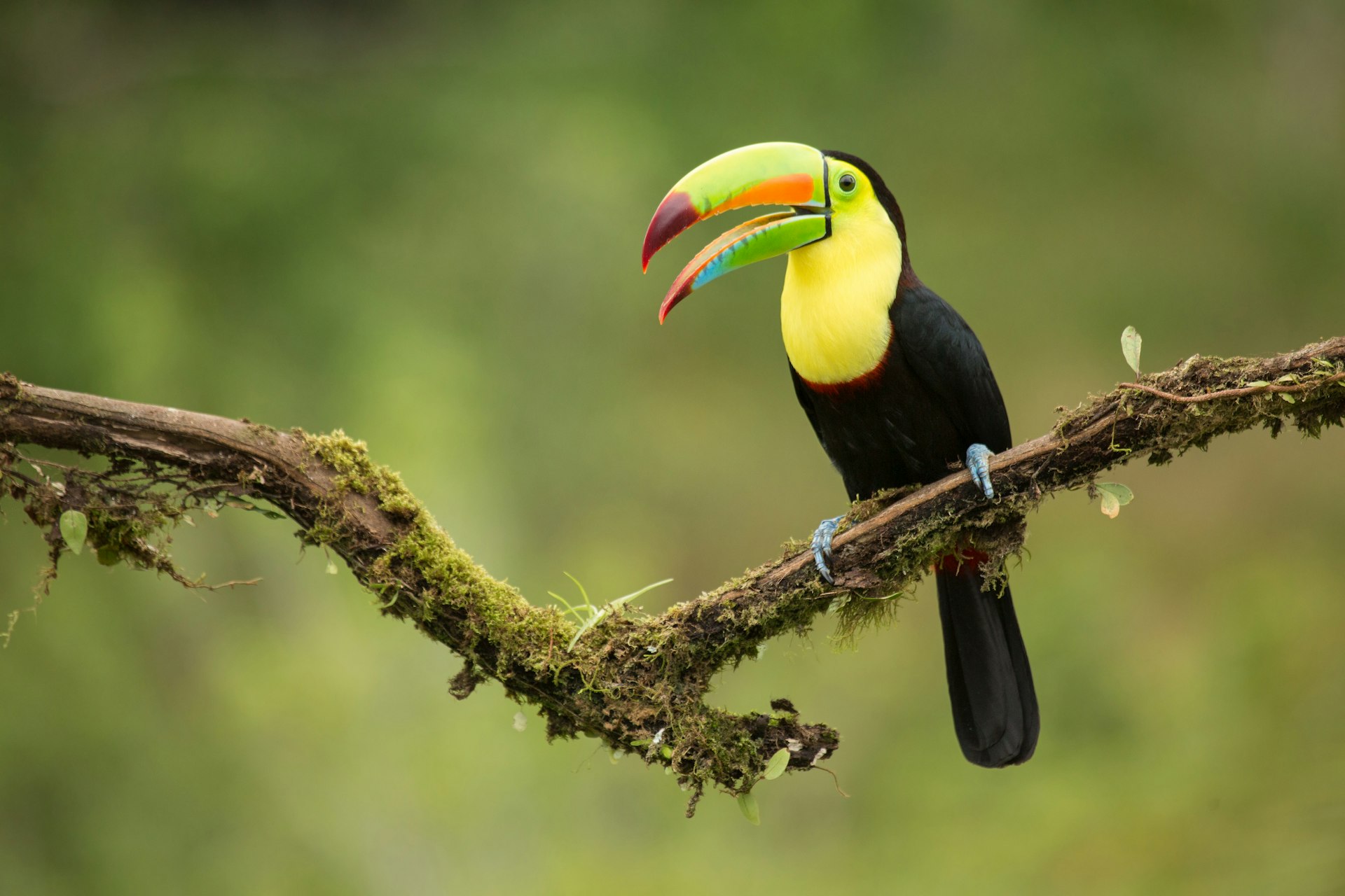 500px Photo ID: 64248687 - Keel-billed Toucan (Ramphastos sulfuratus) perched on a branch calling at the low lands of Costa Rica