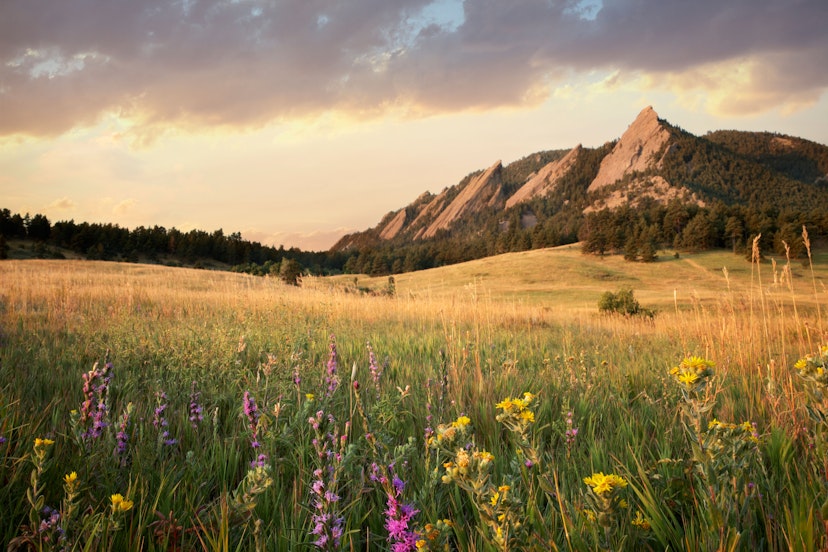 A meadow with wildflowers and mountains in Boulder.