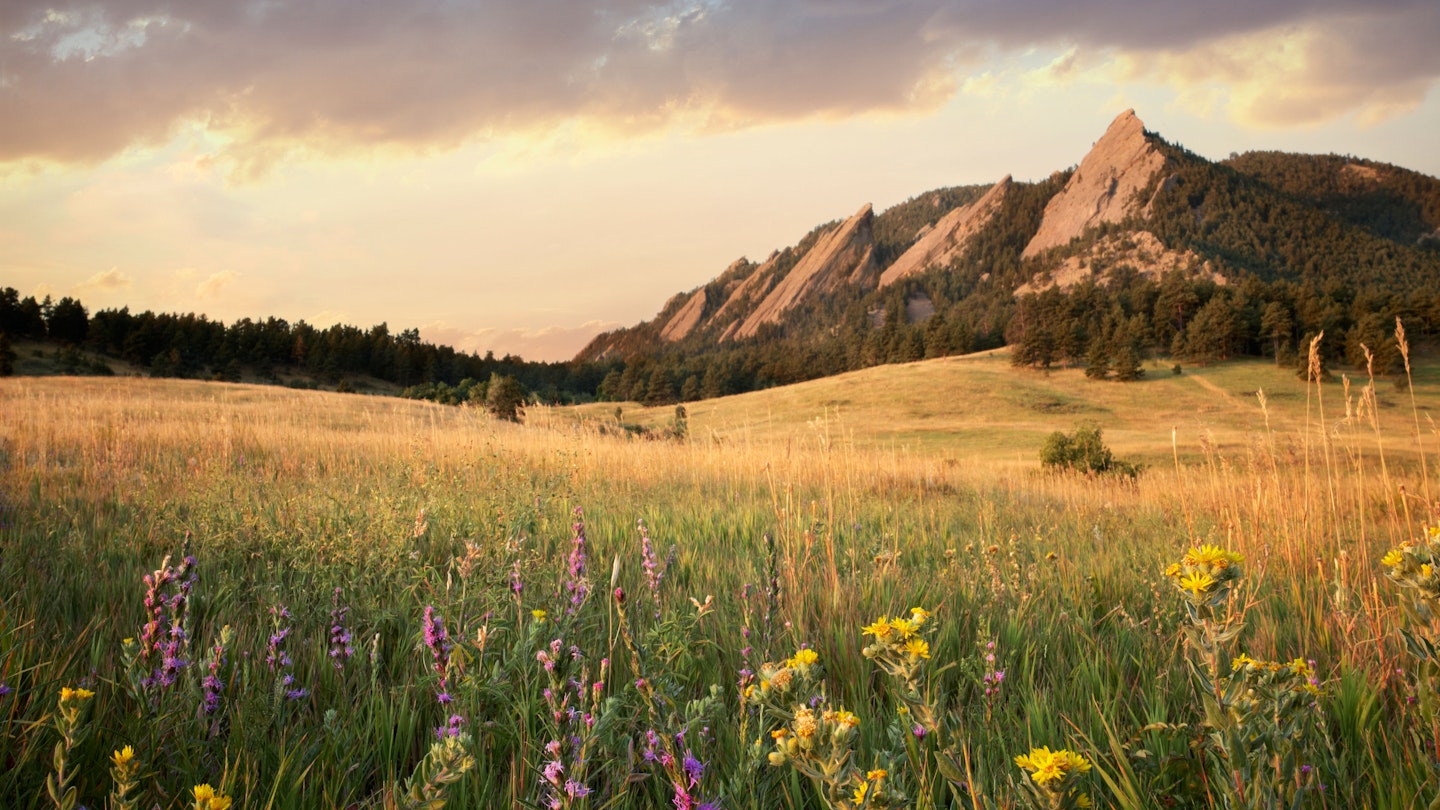 A meadow with wildflowers and mountains in Boulder.