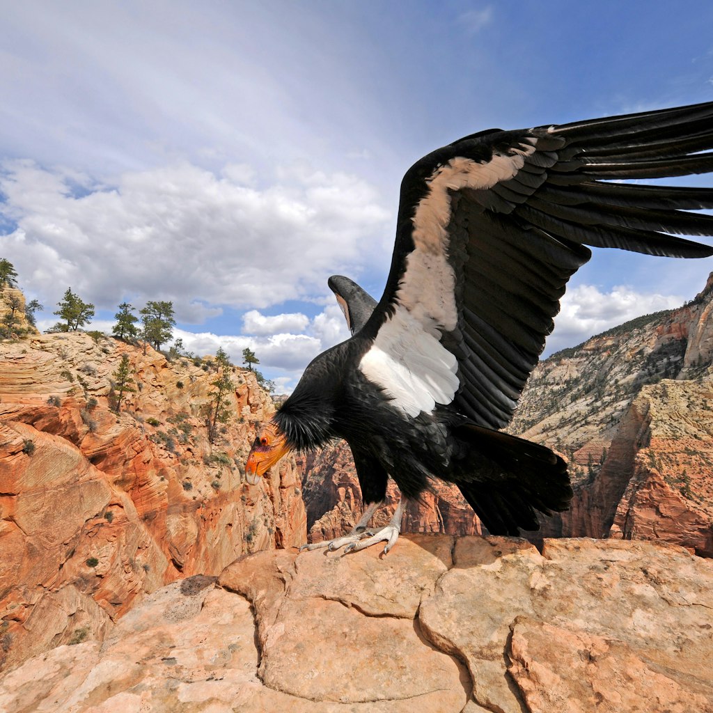 Condor bird in wild.