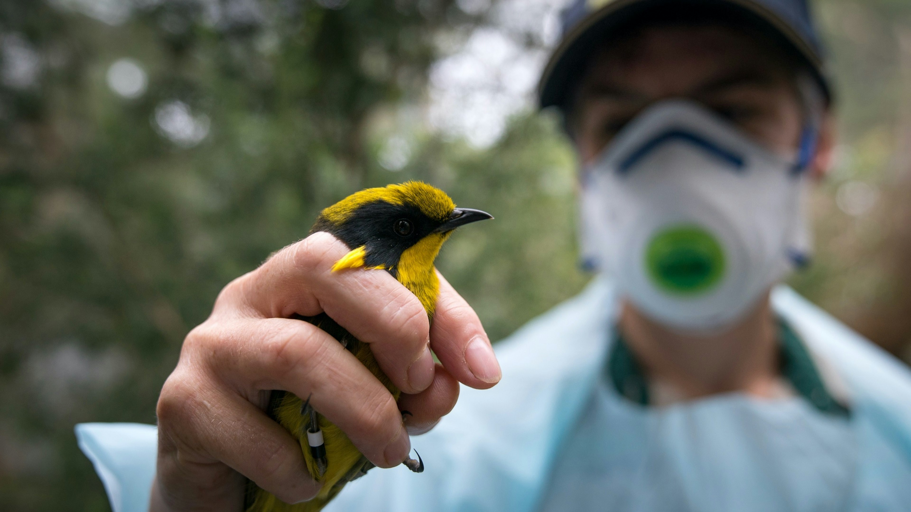 Australia_Recovery_Honeyeater.jpg