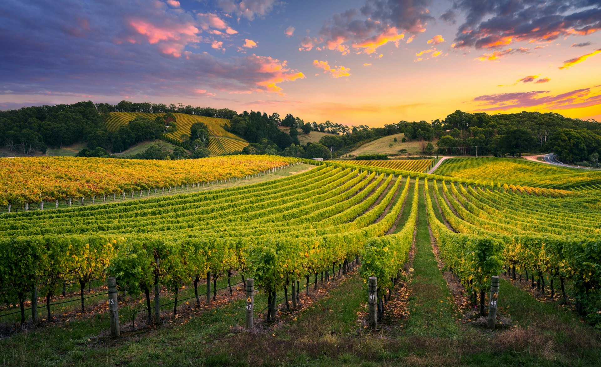 Australian vineyard at sunset