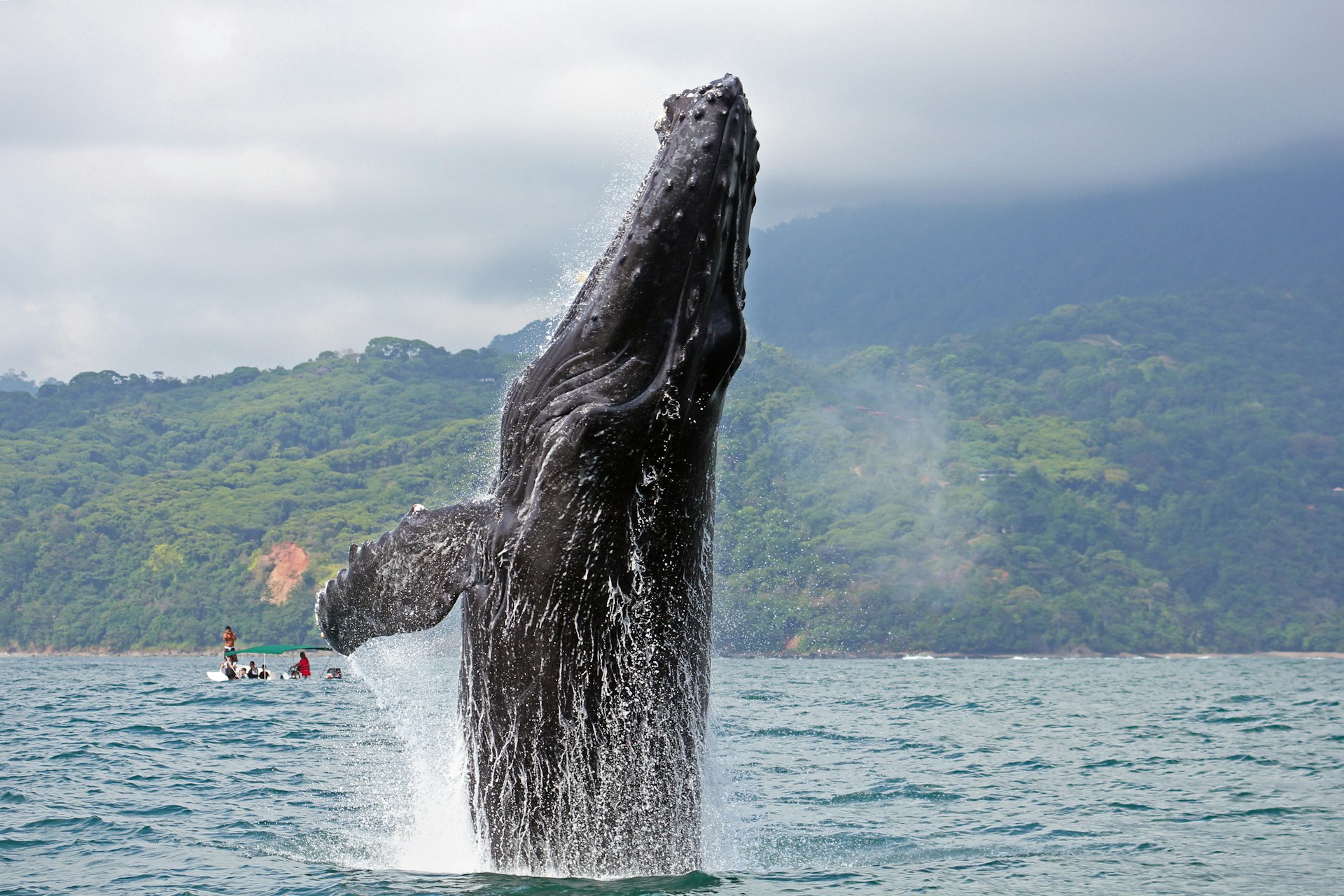 Humpback whale breaching off the coast of an island