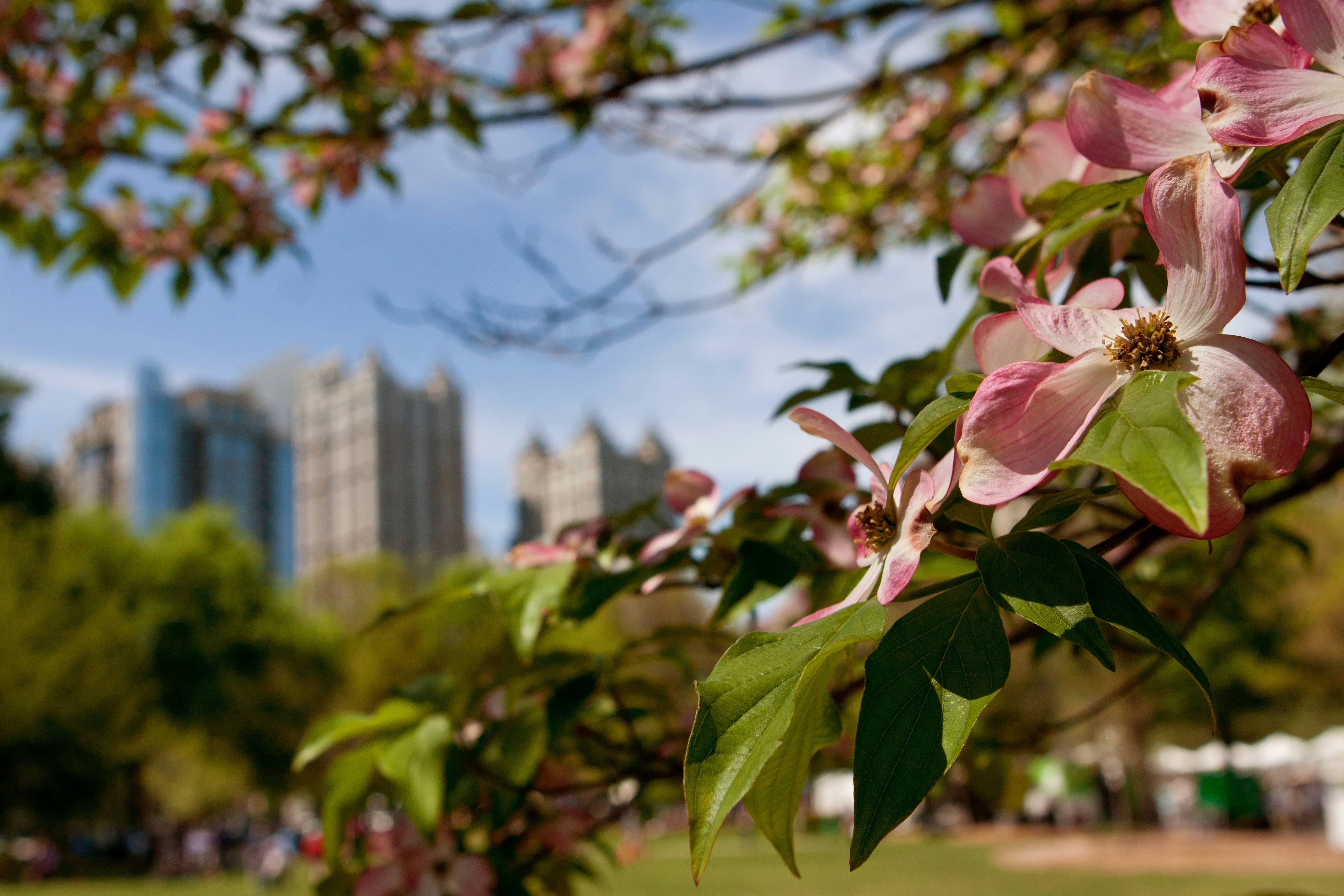 Closeup of the pink blossoms of a dogwood tree in Piedmont Park as it frames the Atlanta cityscape.