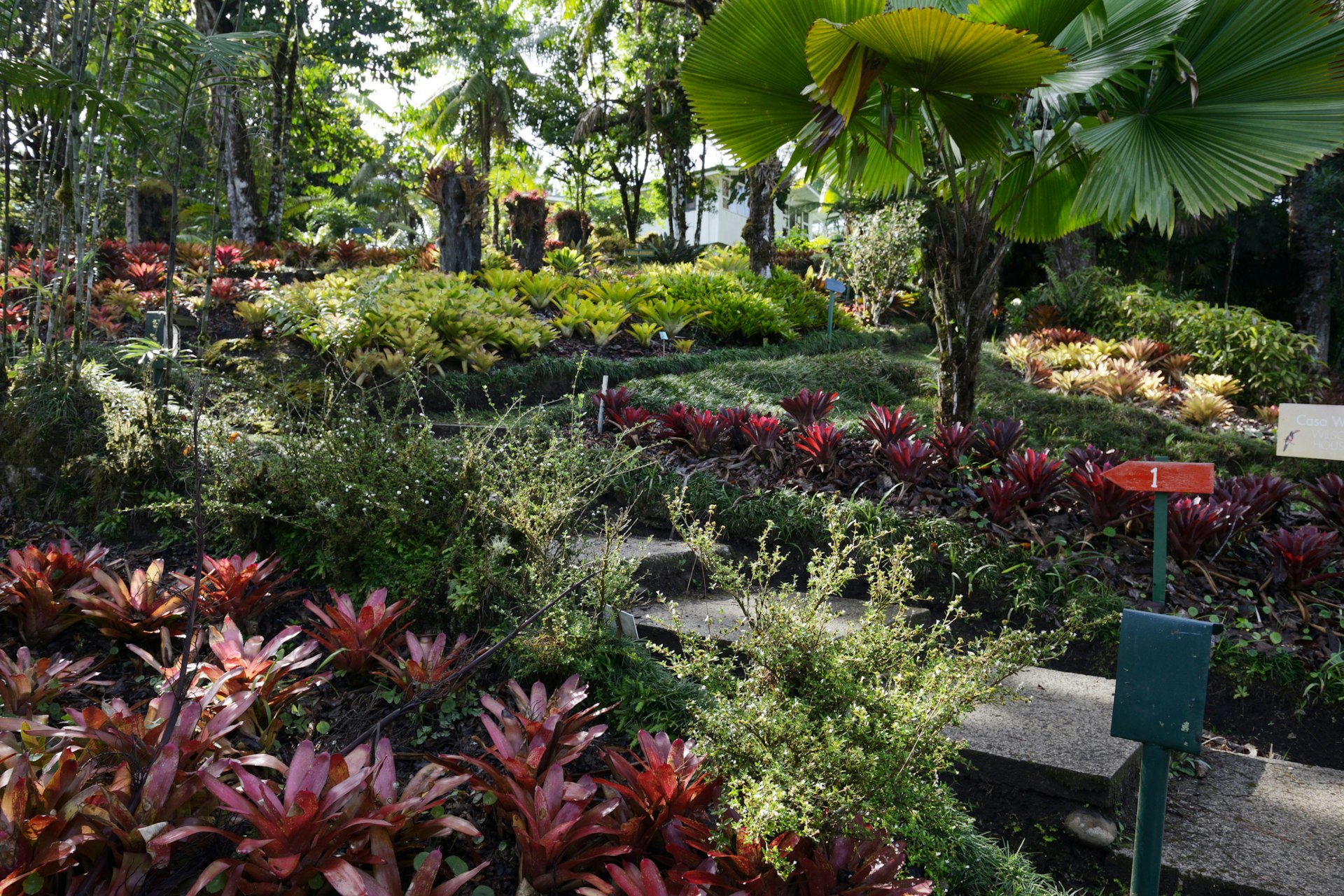 Bromeliad garden, Wilson Botanical Gardens, Las Cruces Biological Station near San Vito, Costa Rica